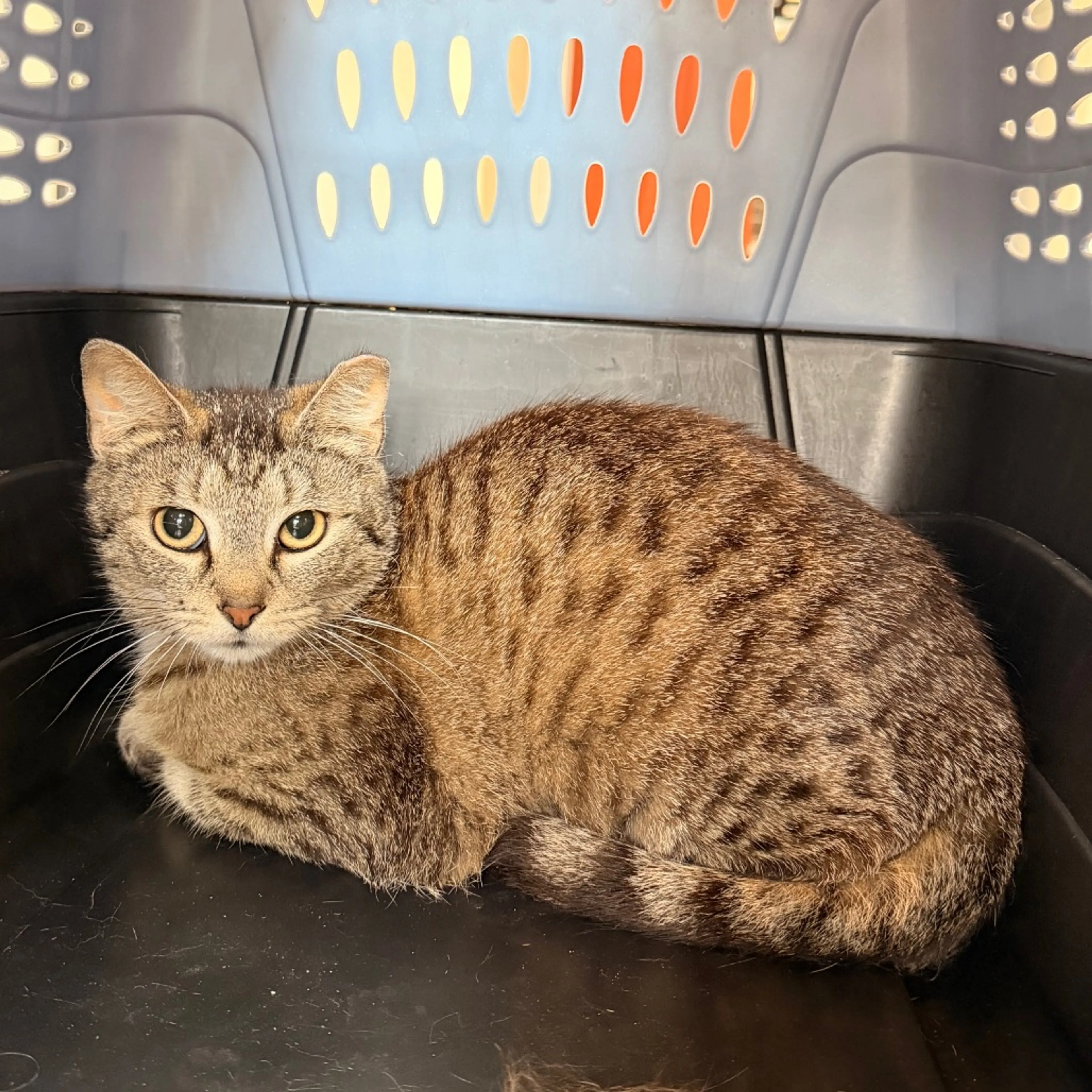 Found pet