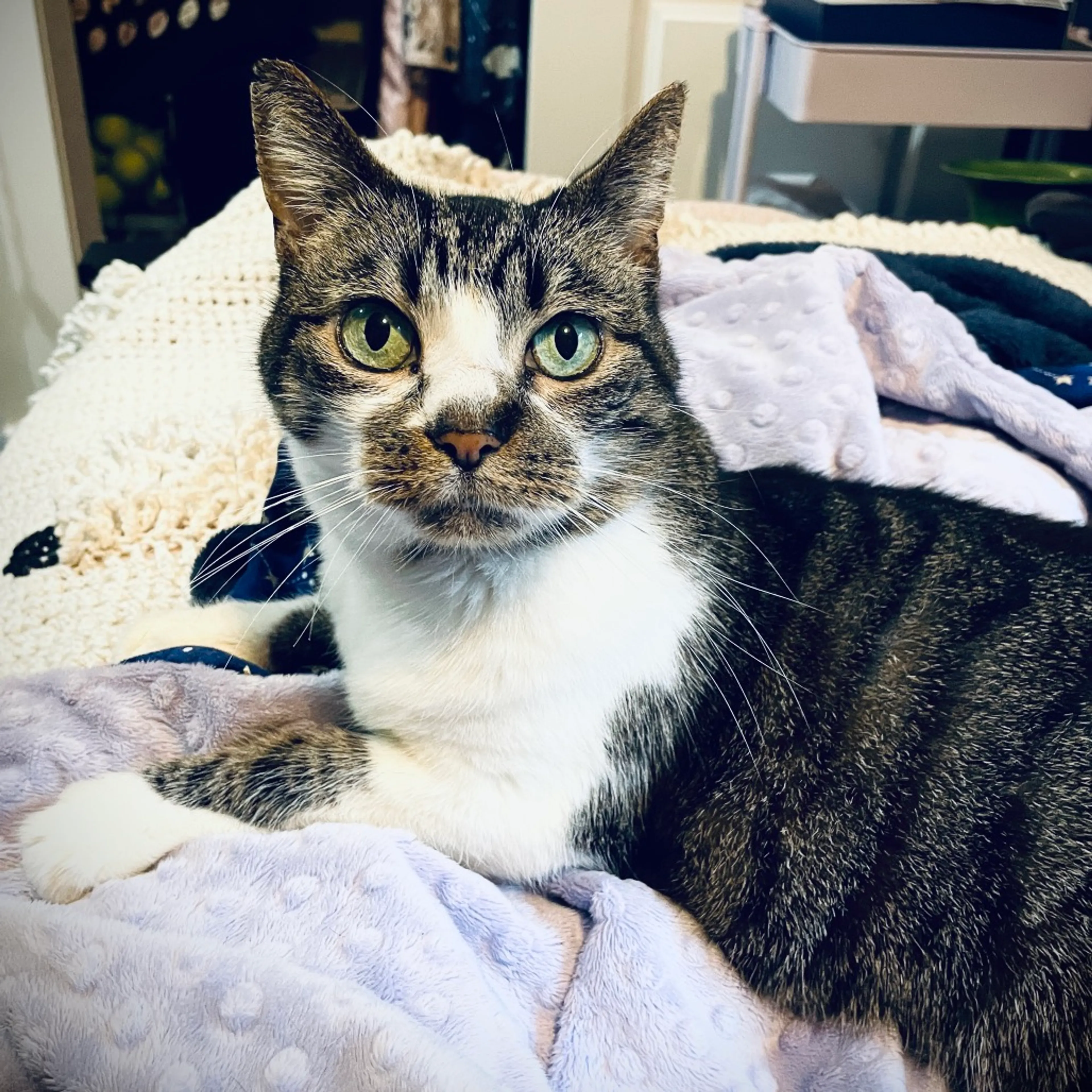 Found pet