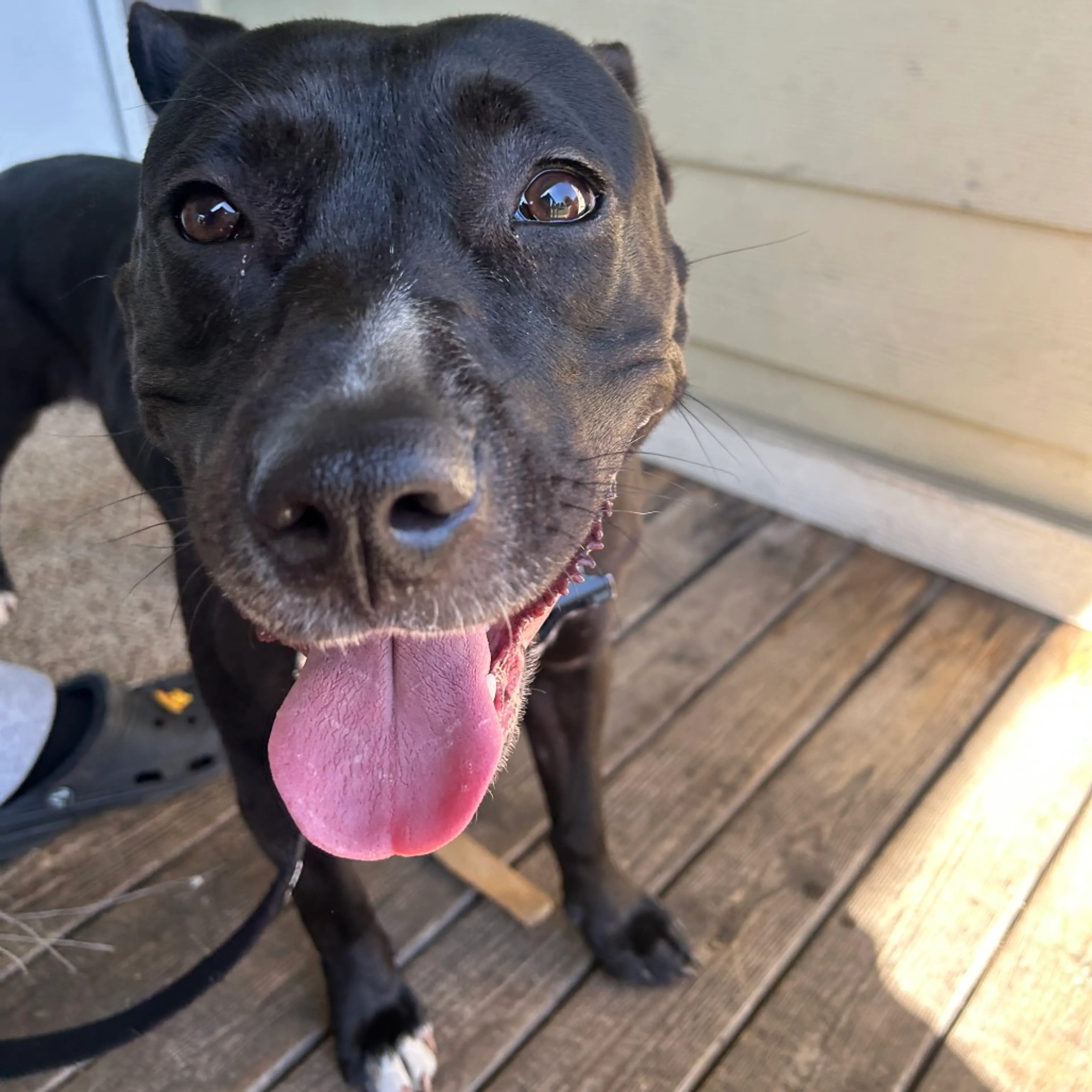 Found pet