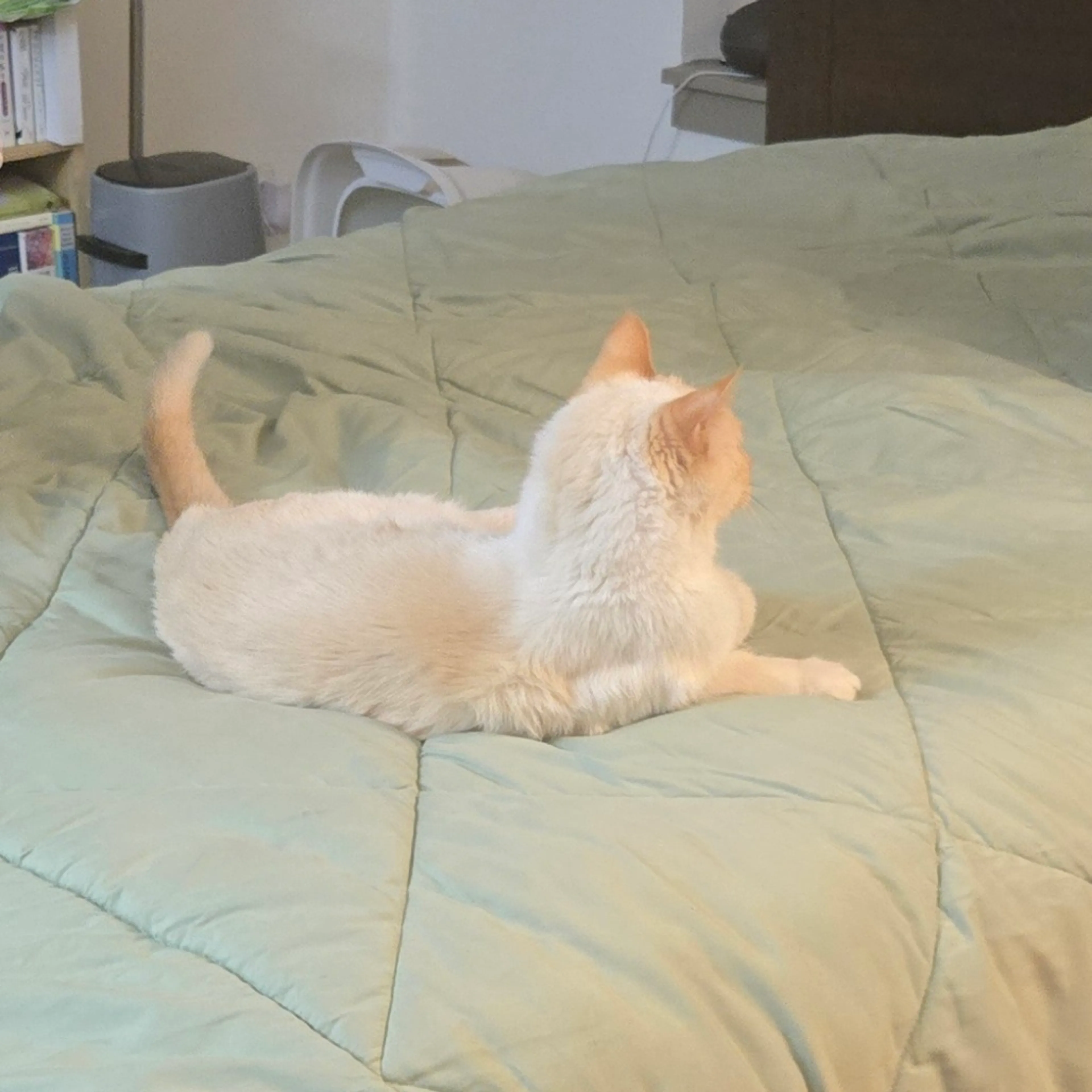 Found pet-7