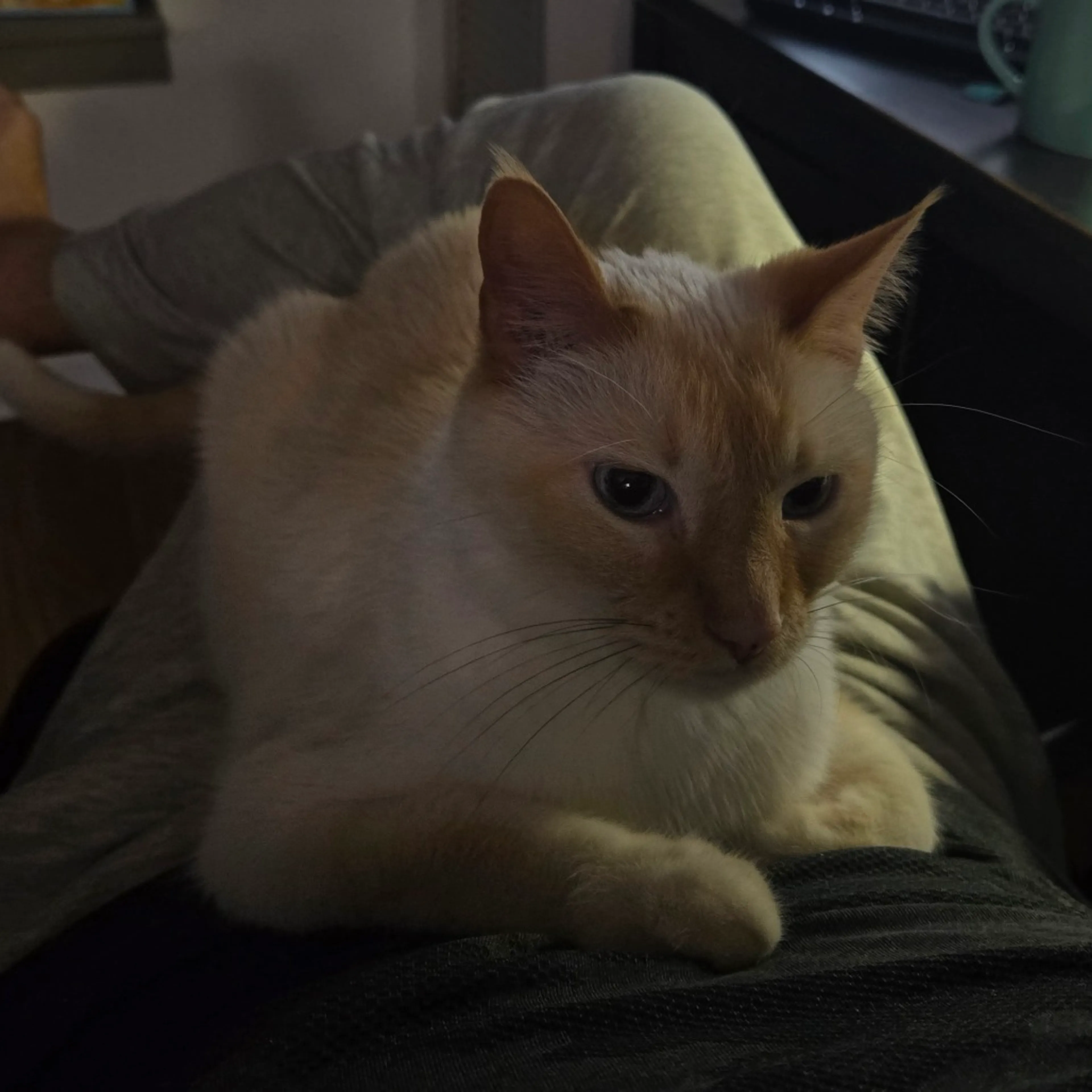 Found pet-5