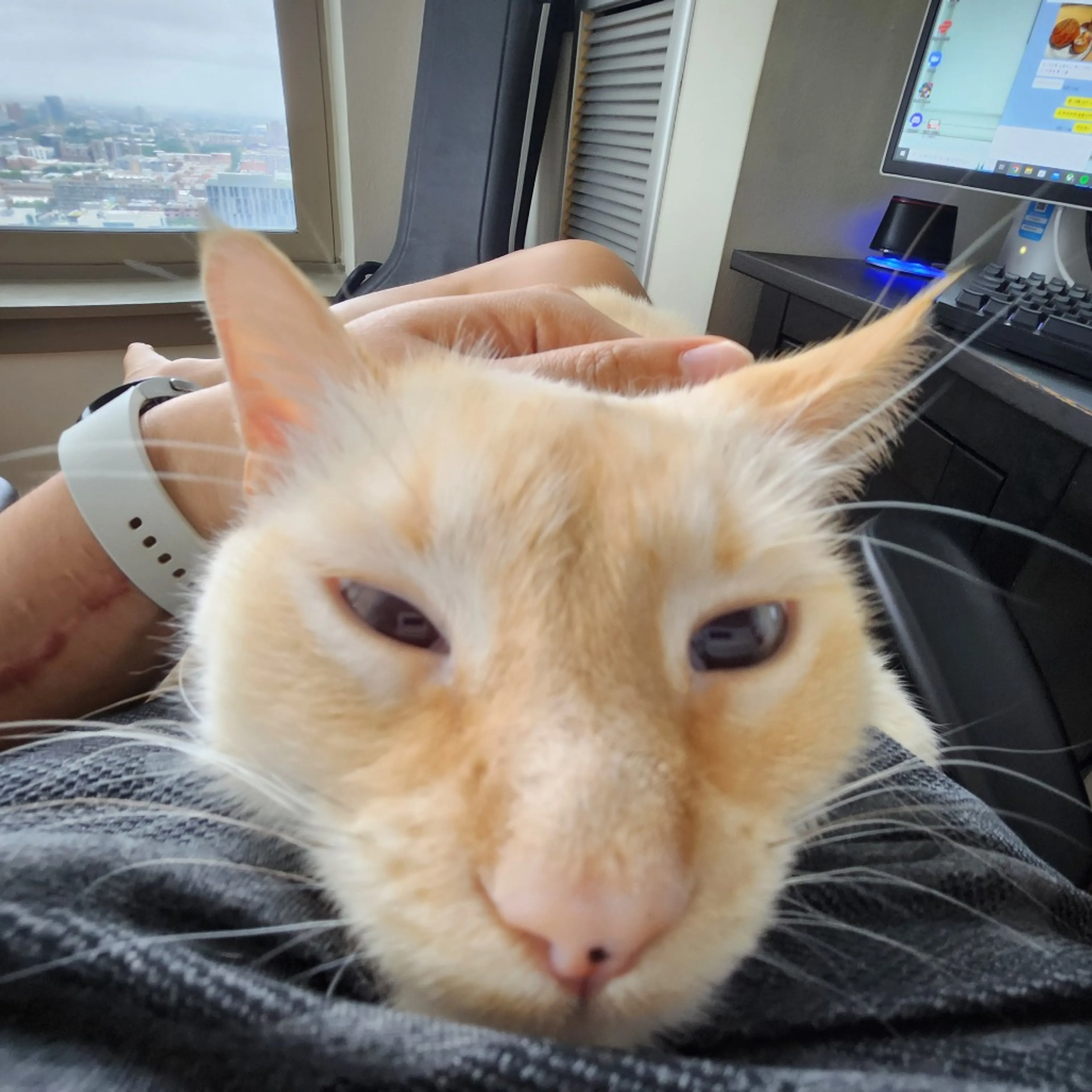 Found pet-1