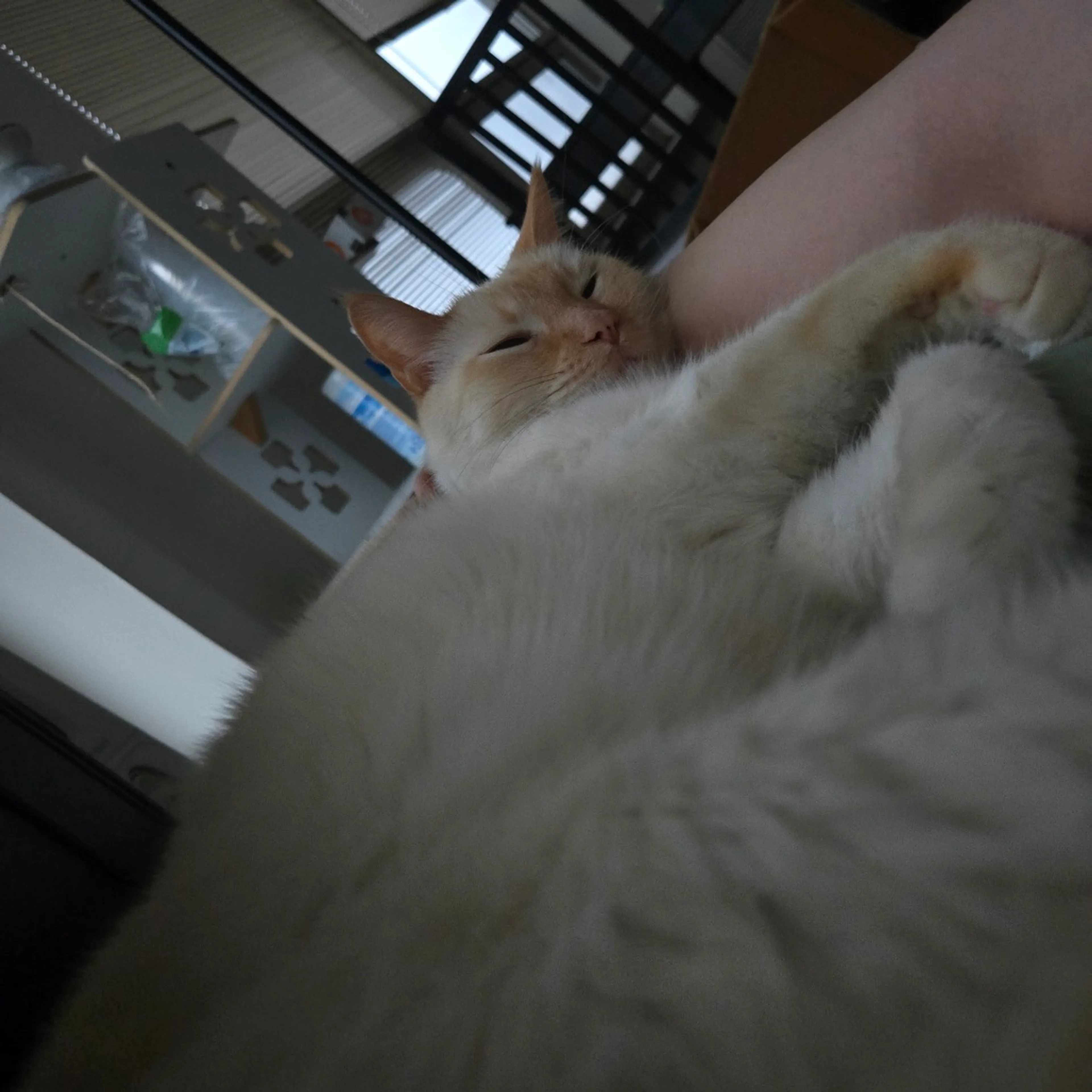 Found pet-4