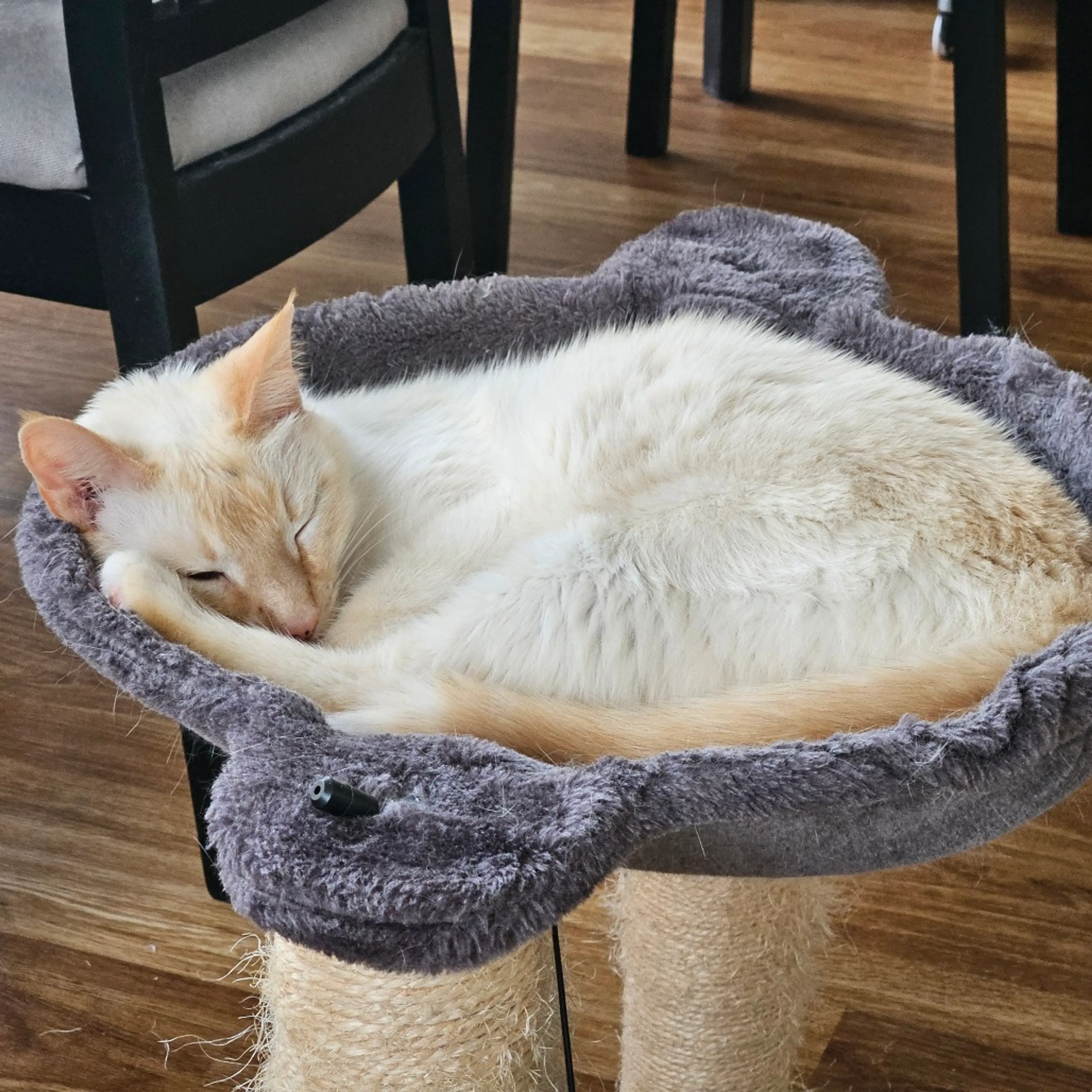Found pet-2