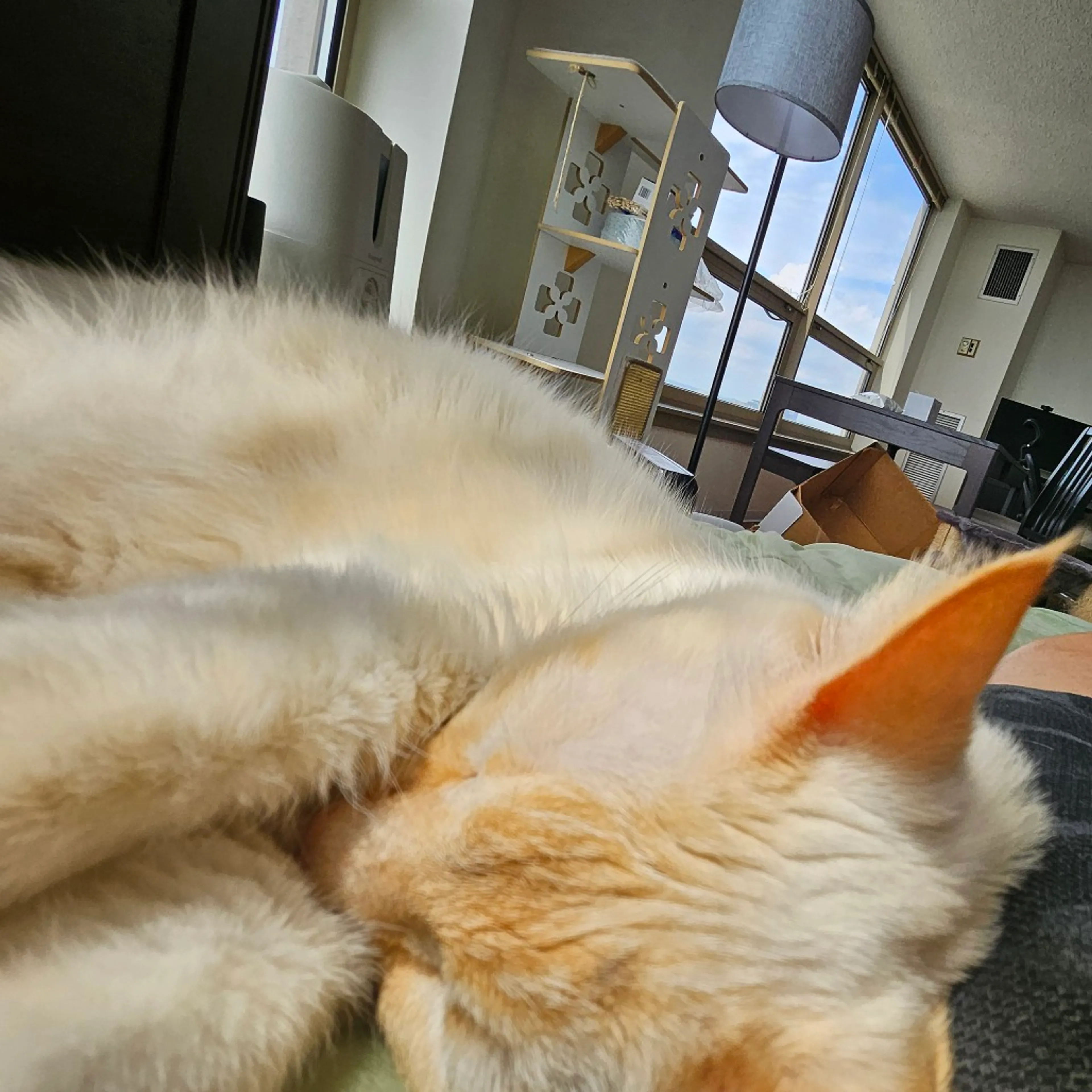 Found pet-3