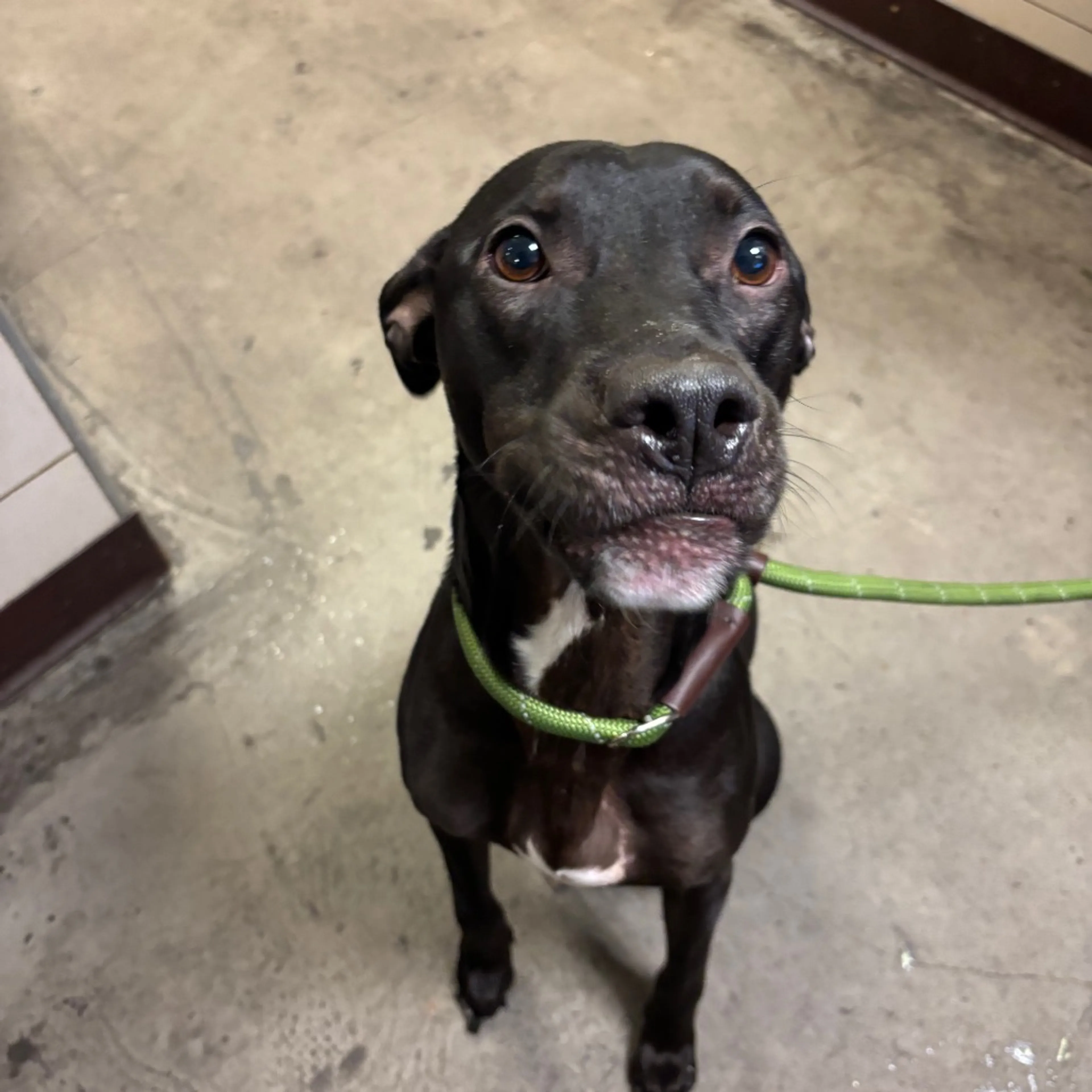 Found pet-1