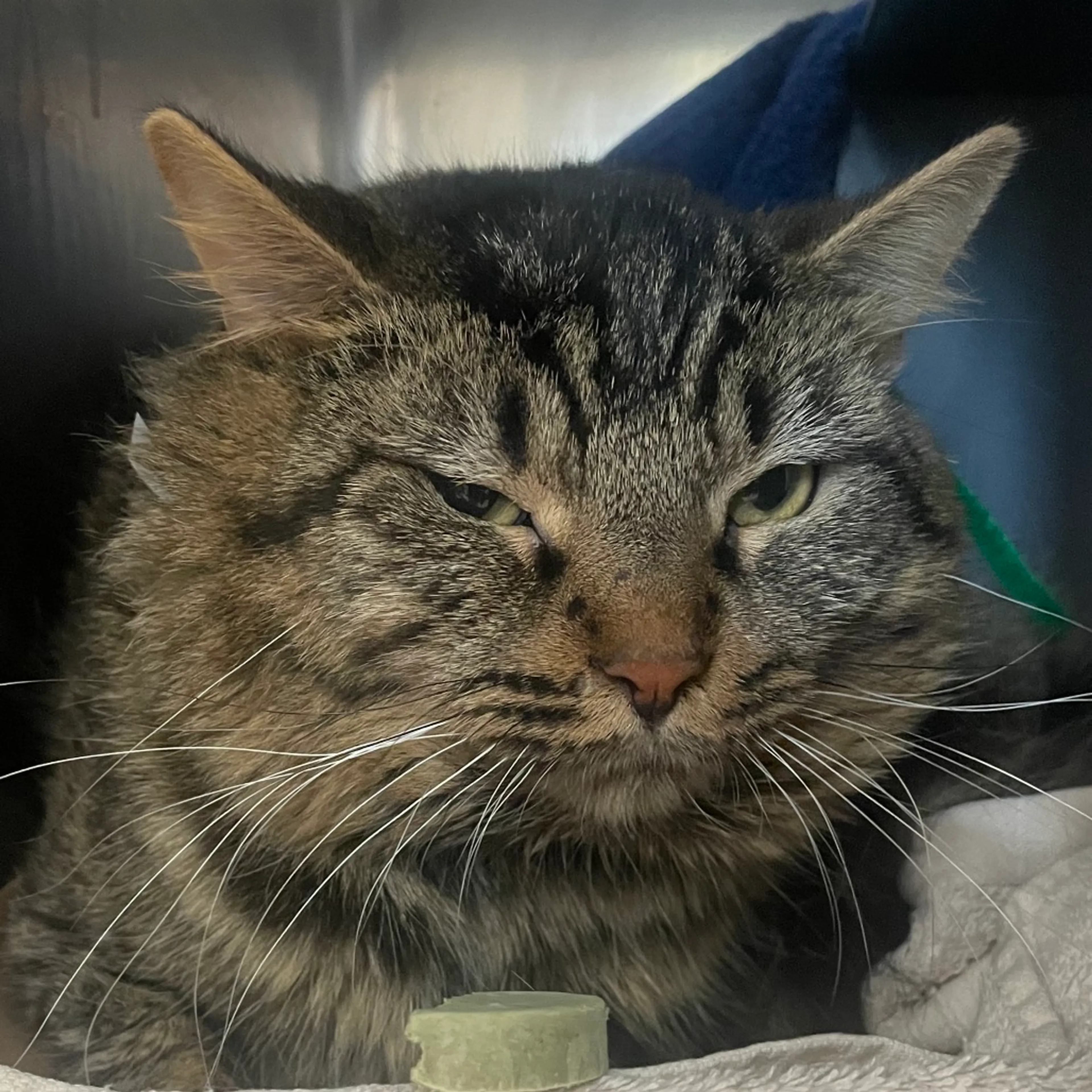 Found pet