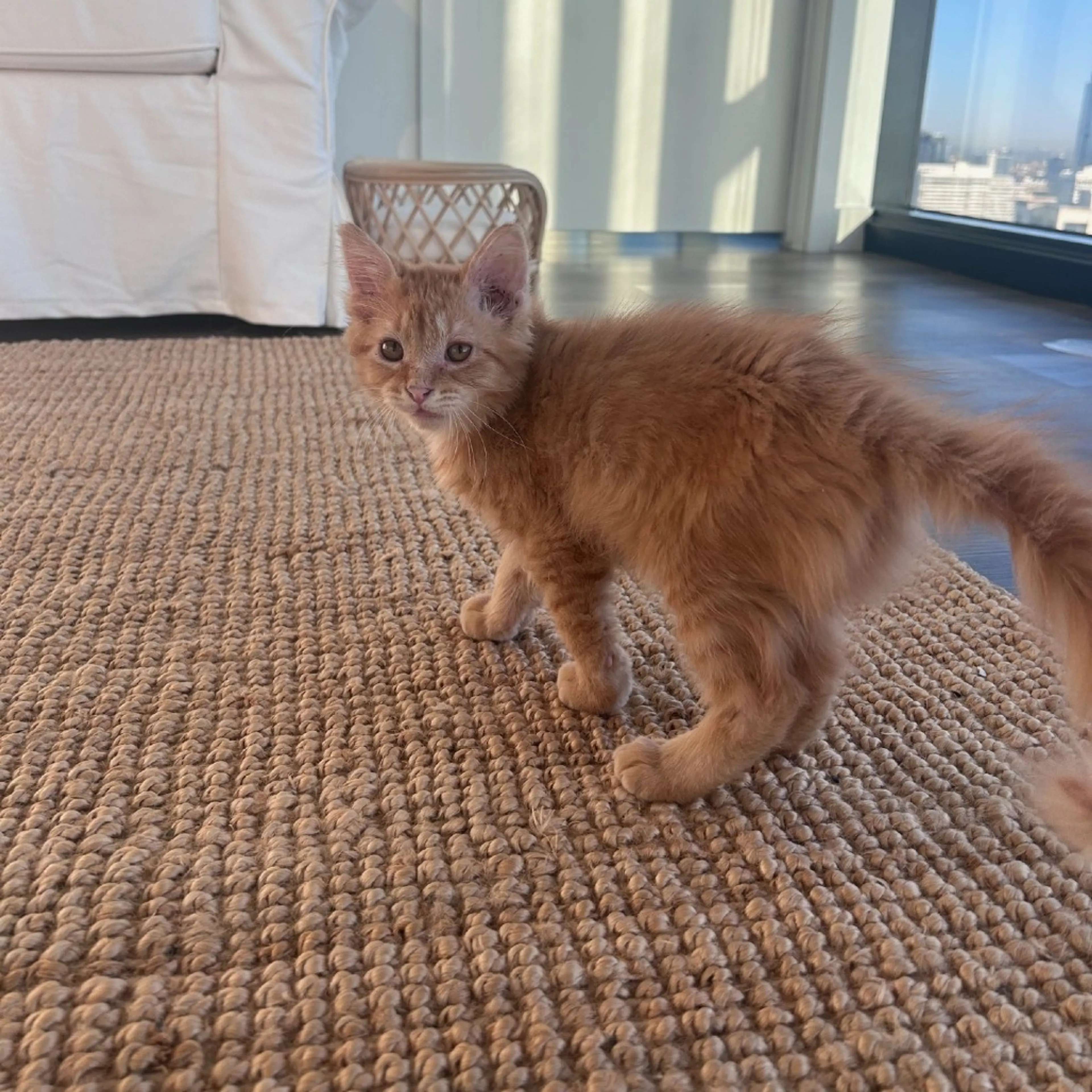 Found pet