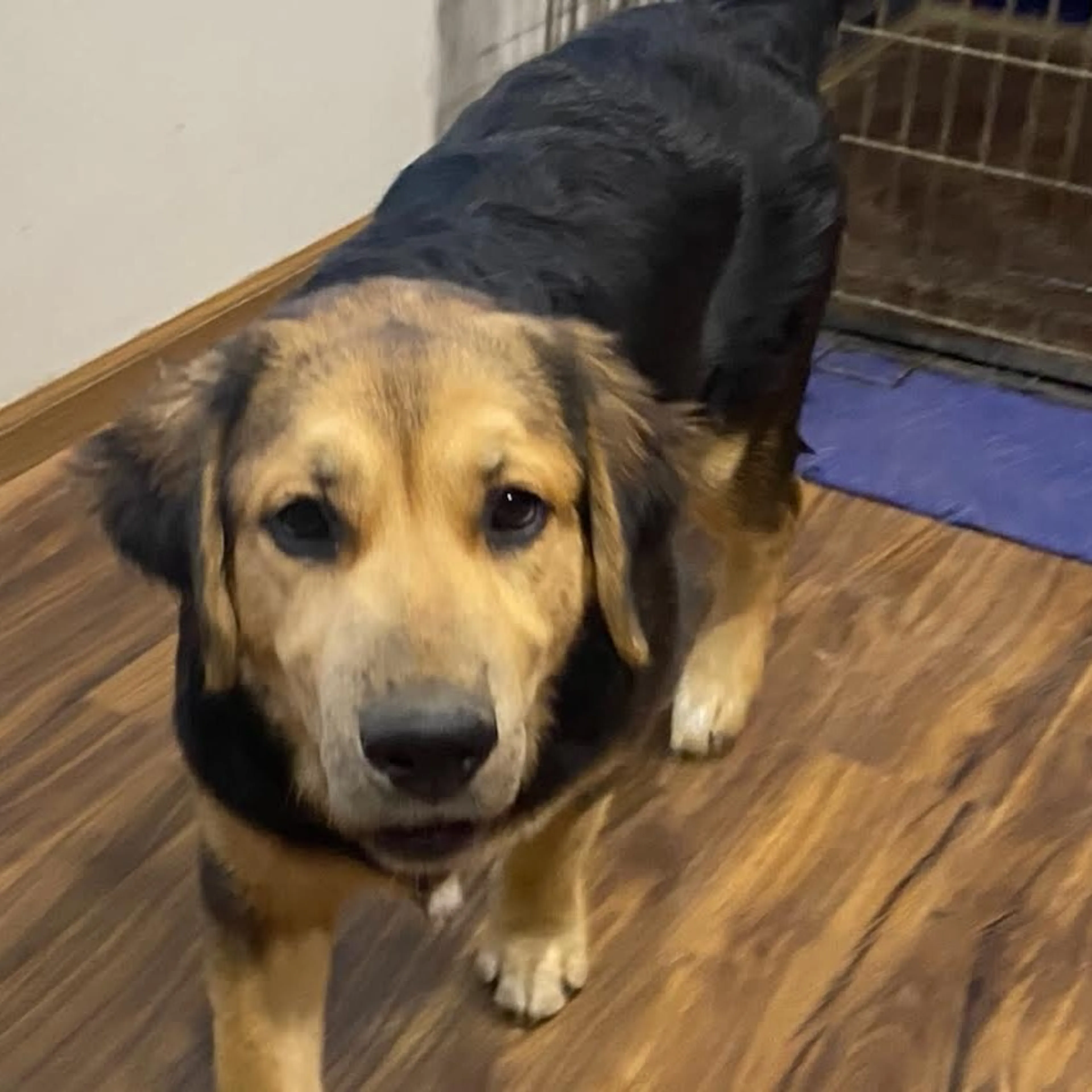 Found pet-2
