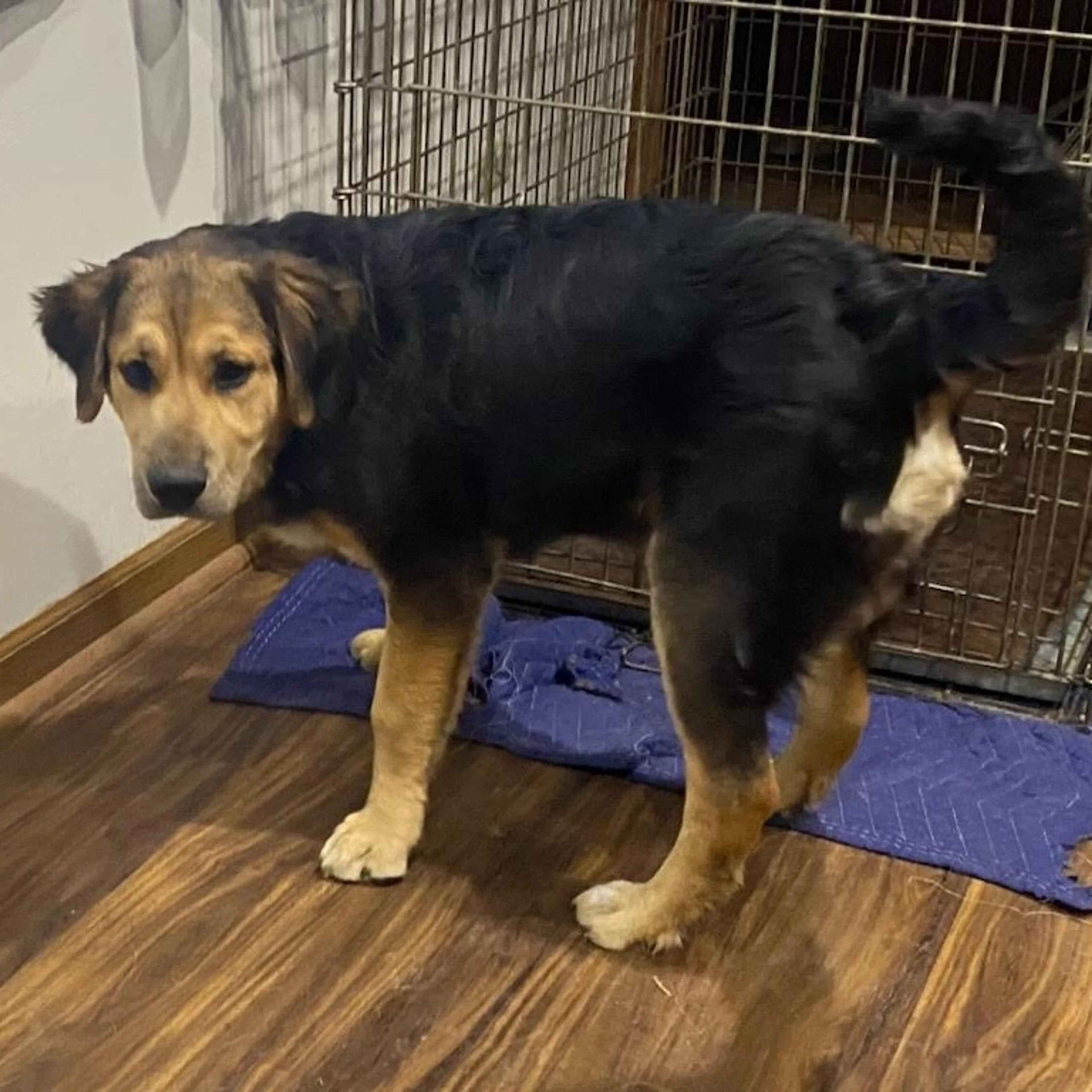 Found pet-1