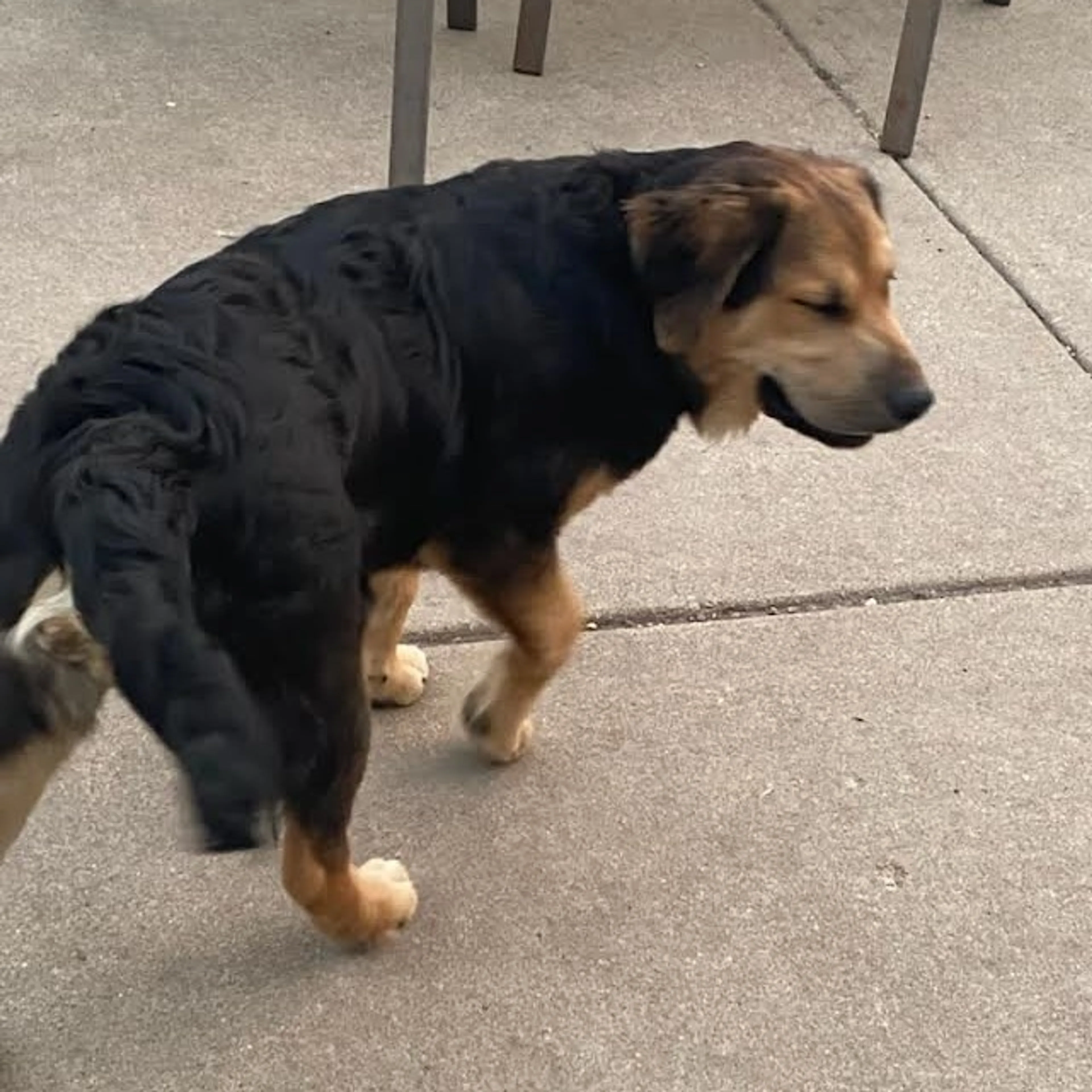 Found pet-4