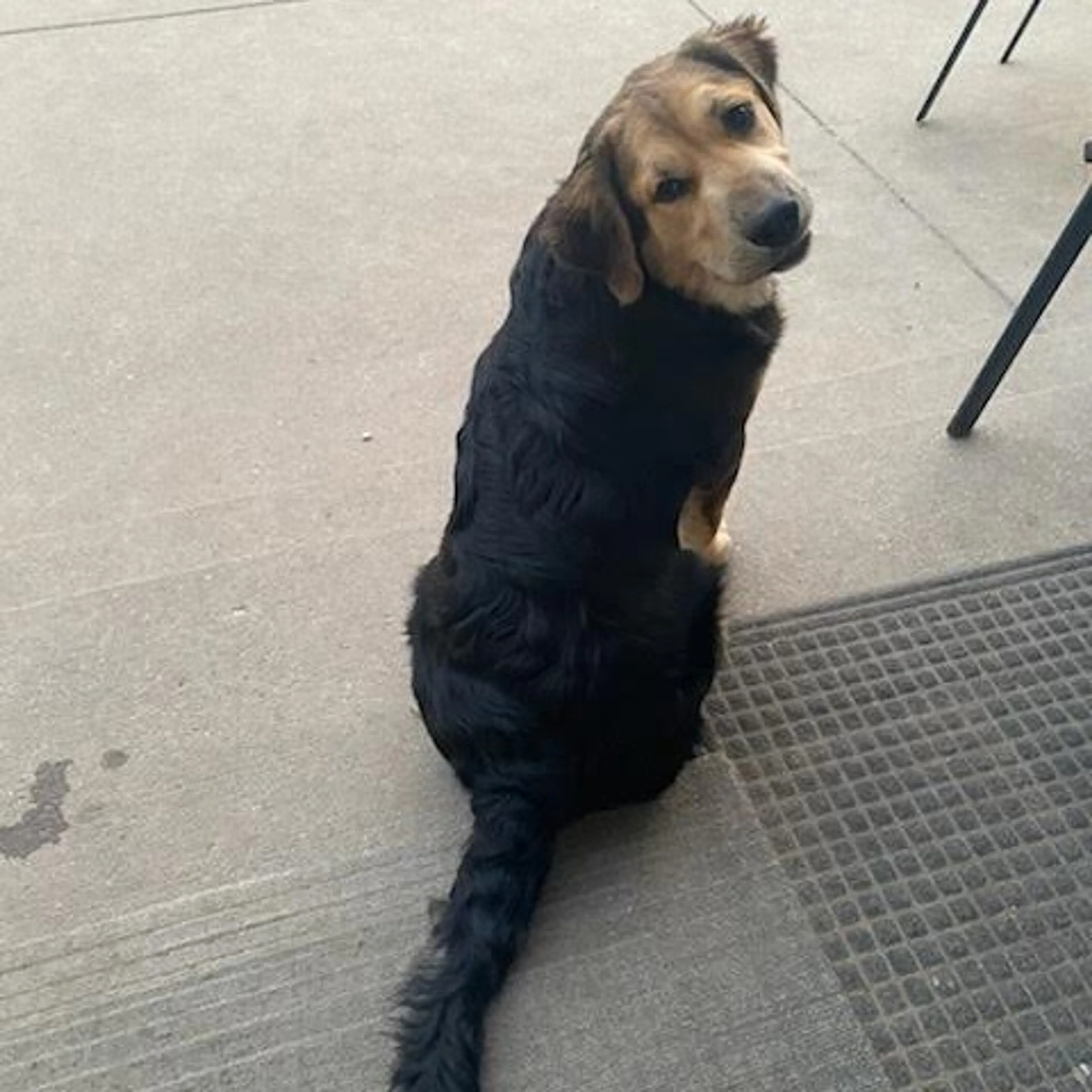 Found pet-3