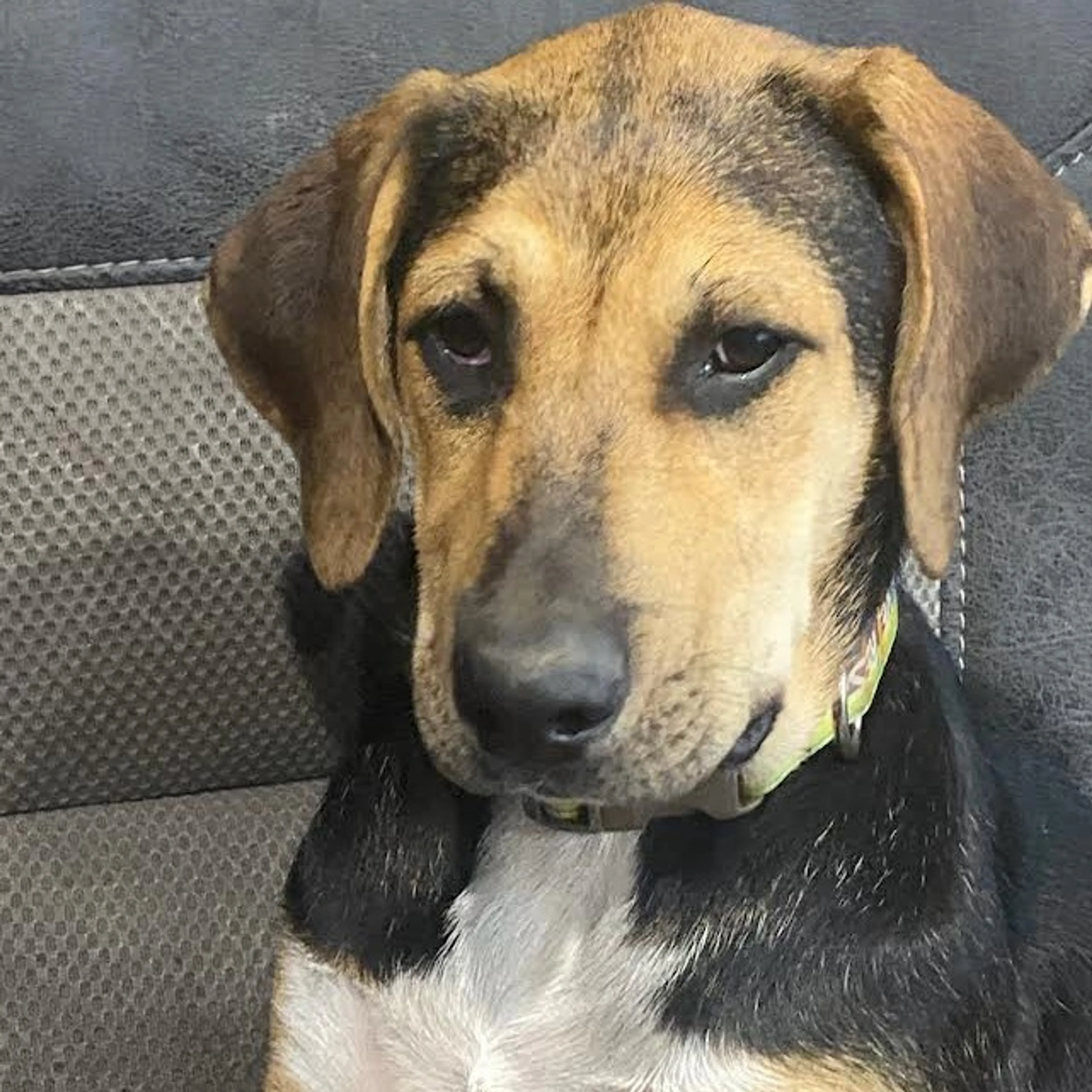 Found pet-1