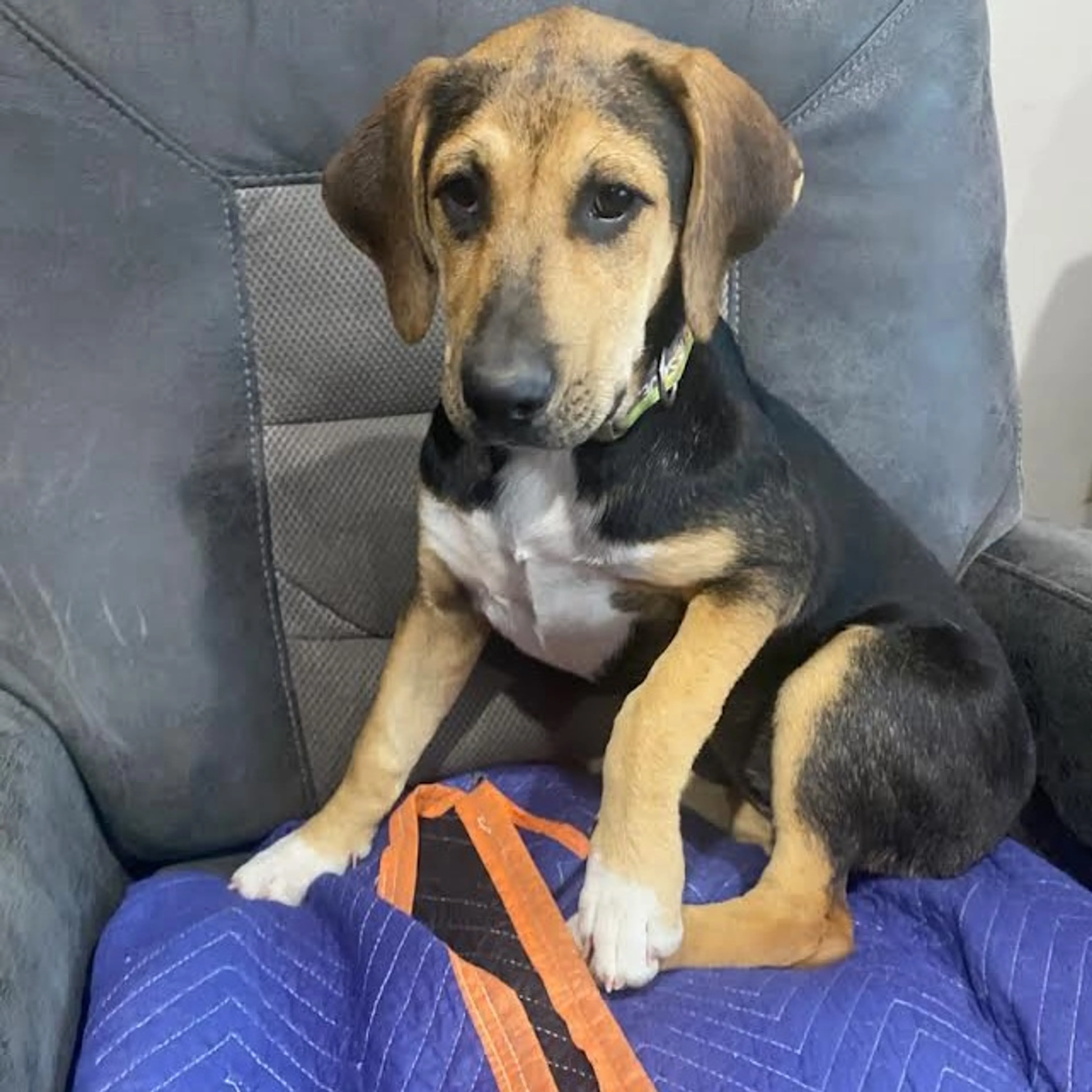 Found pet-2
