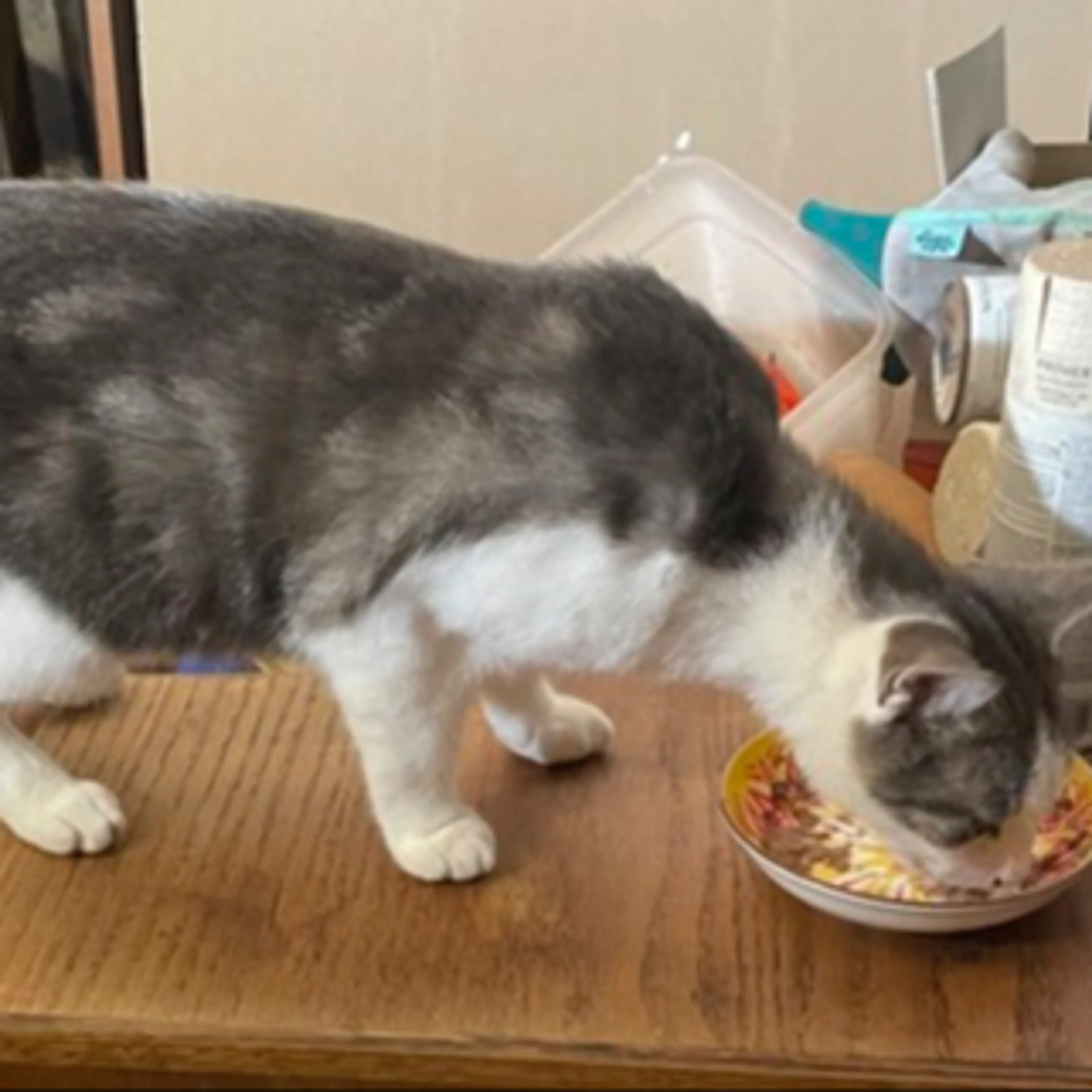 Lost pet-1