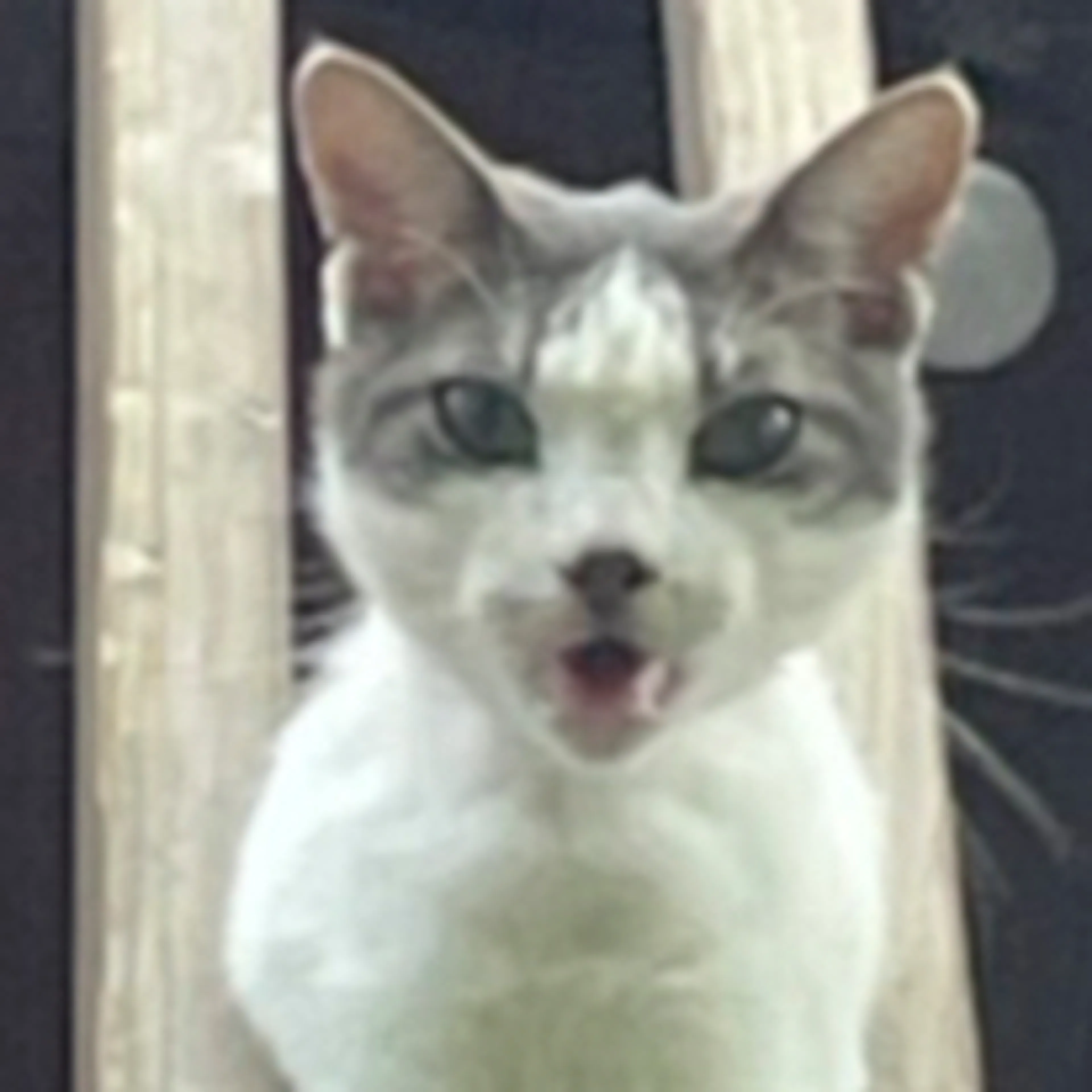 Lost pet-2