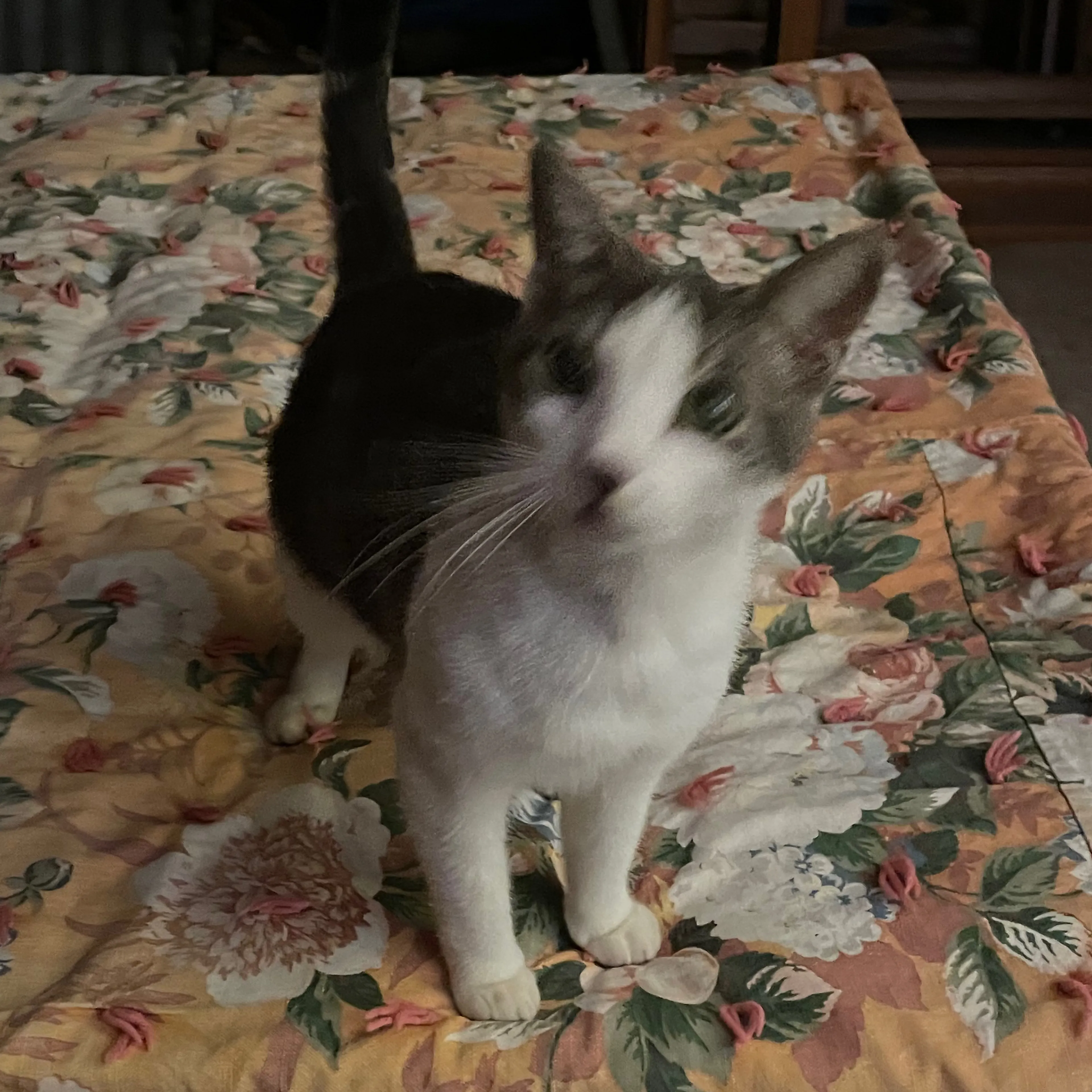 Lost pet-0