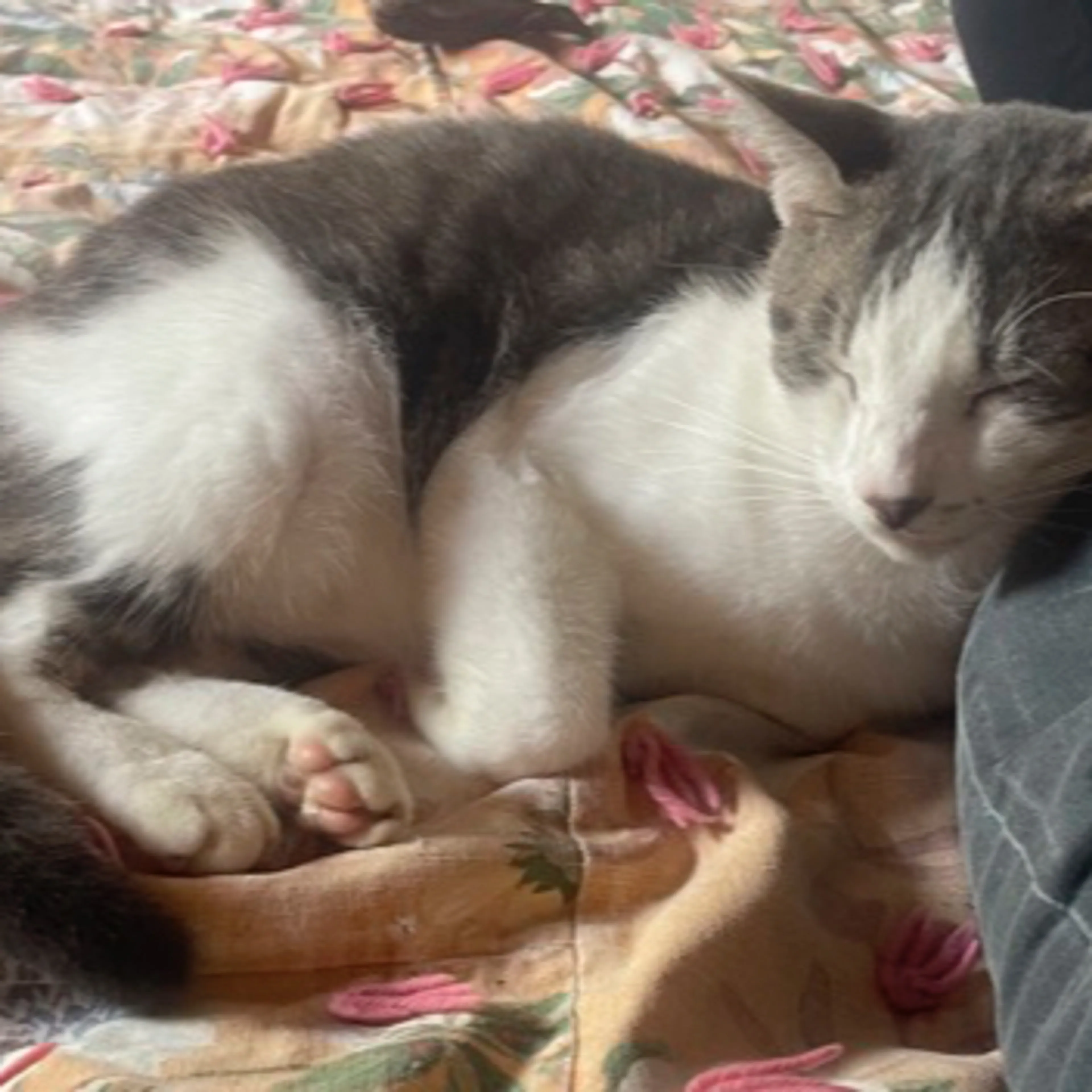 Lost pet-3