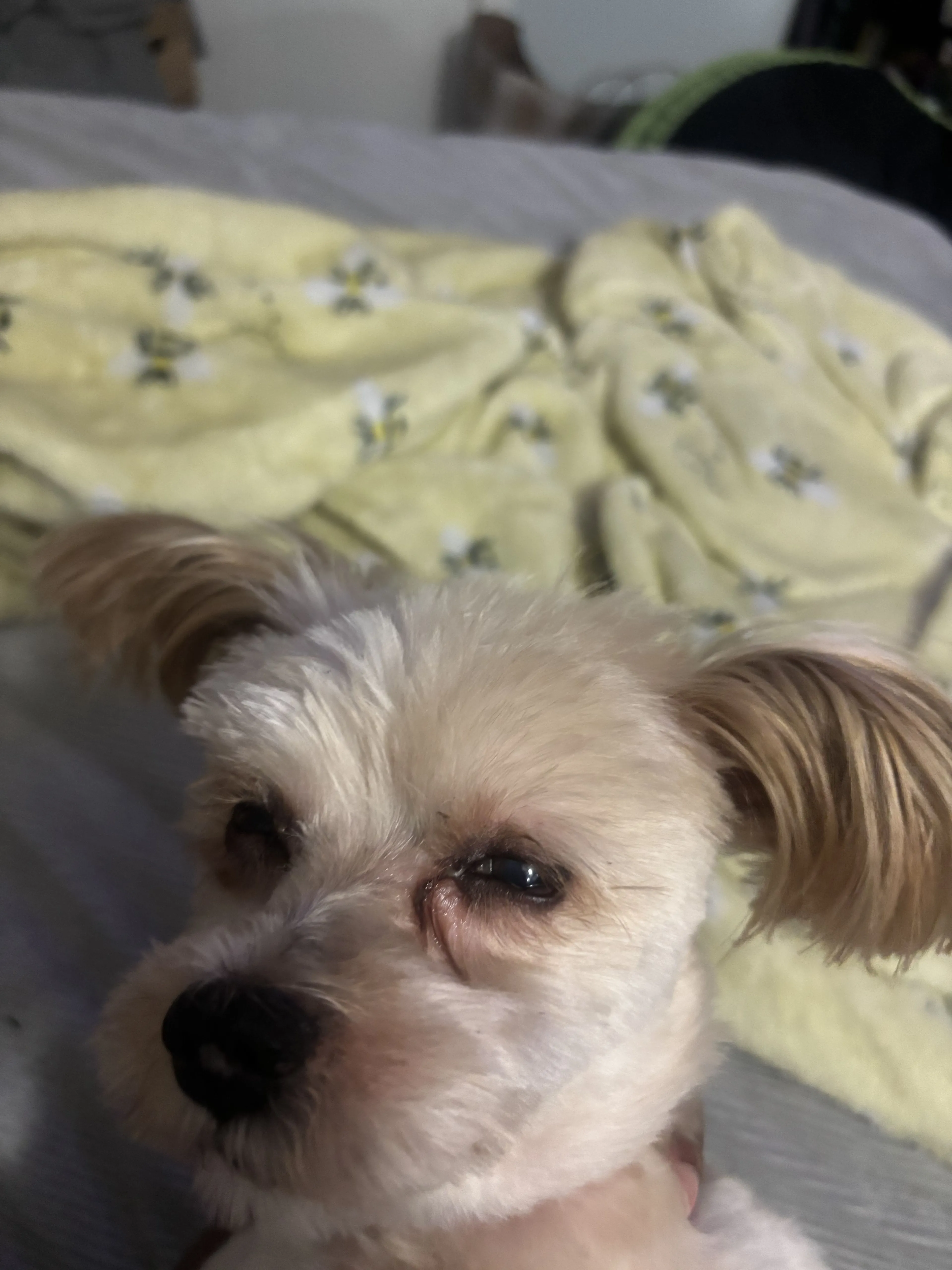 Lost pet