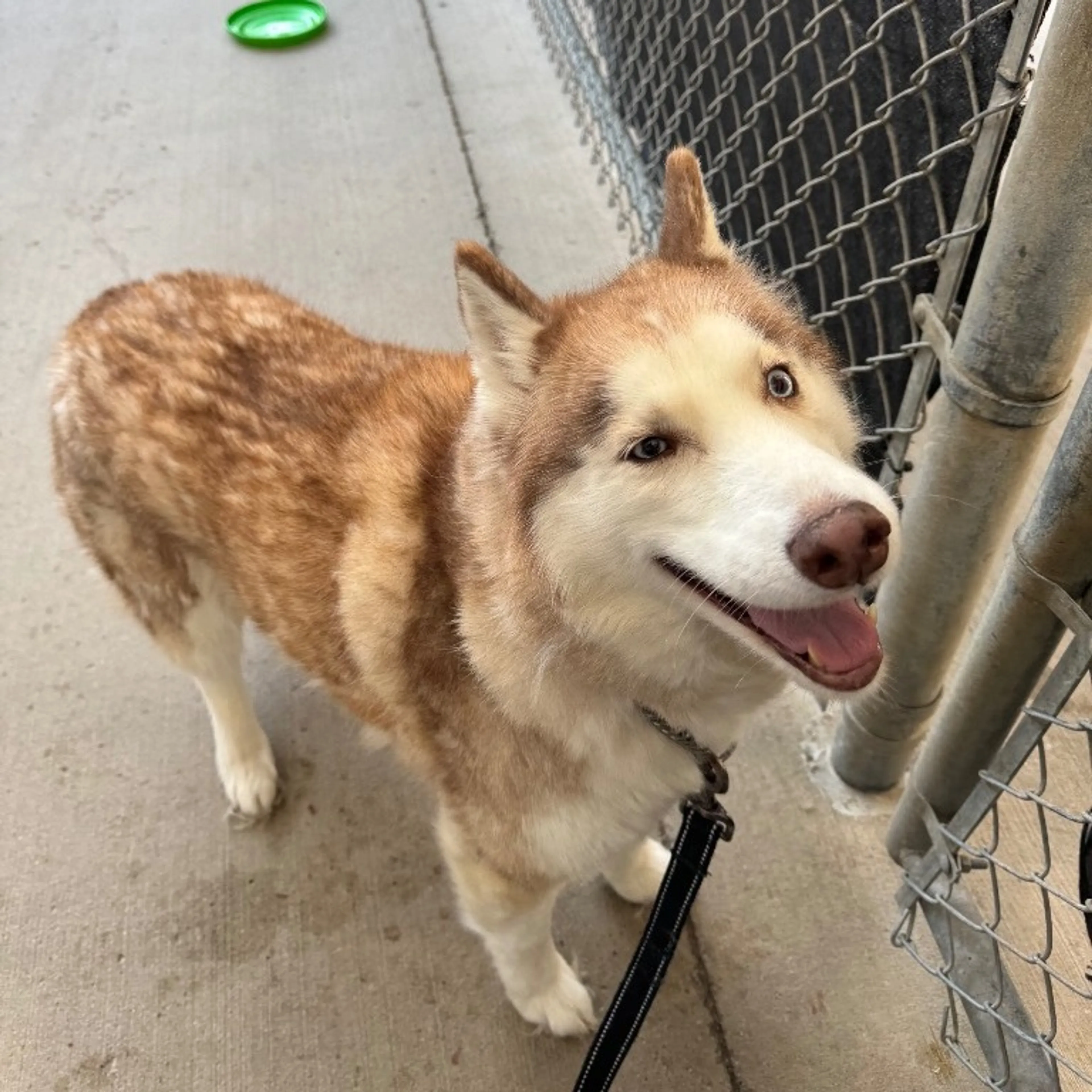 Found pet-0