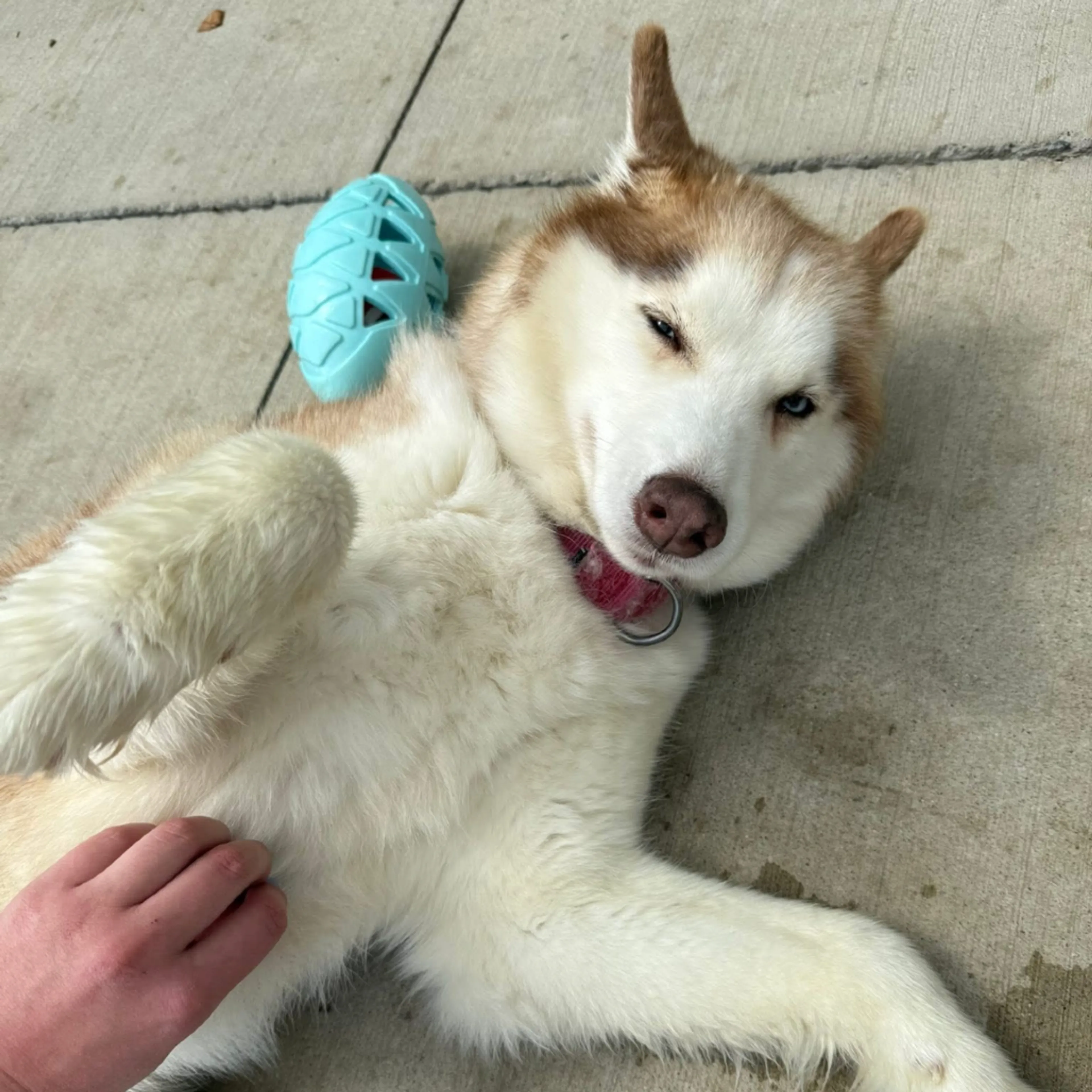 Found pet-1