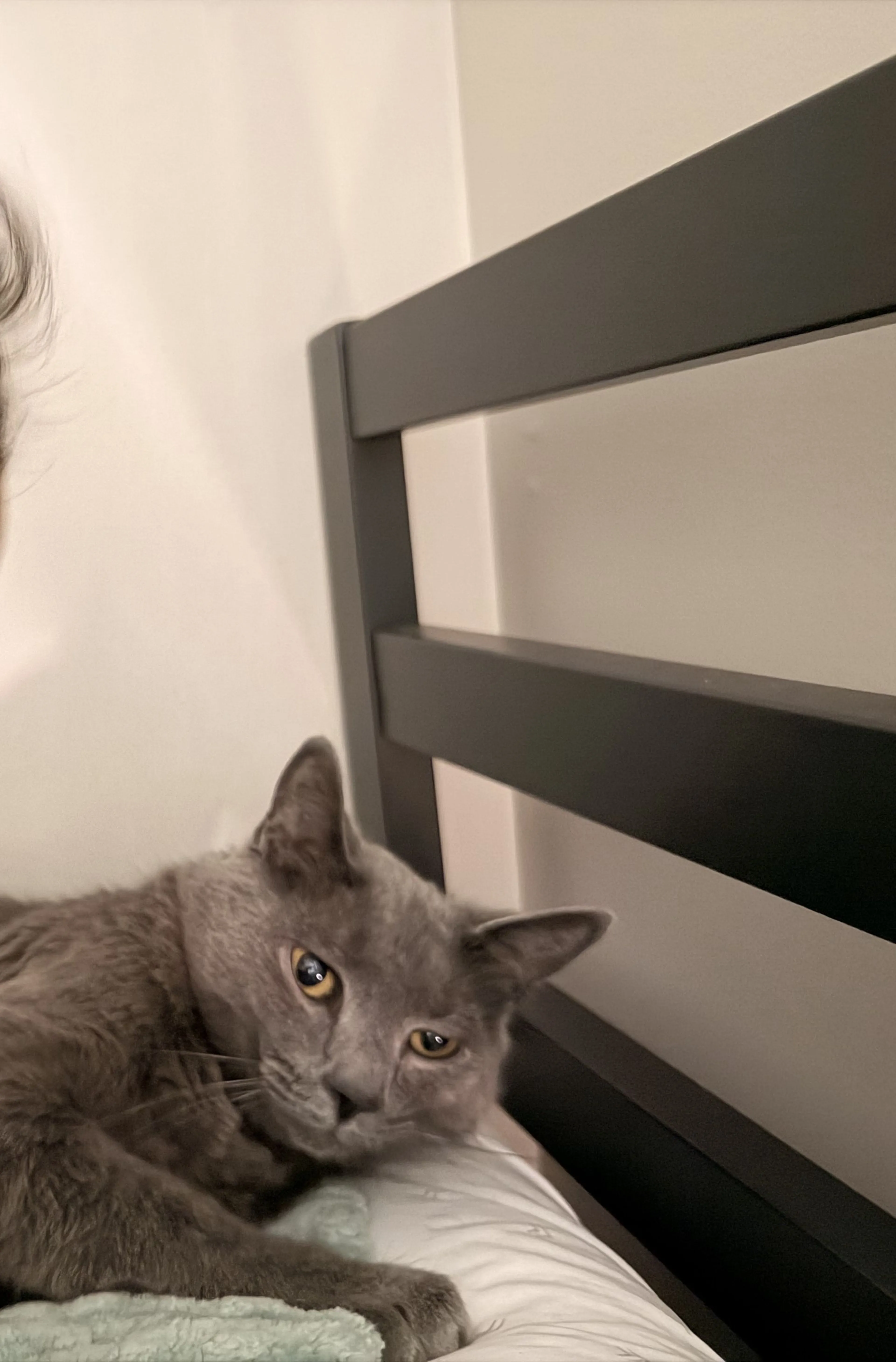 Lost pet