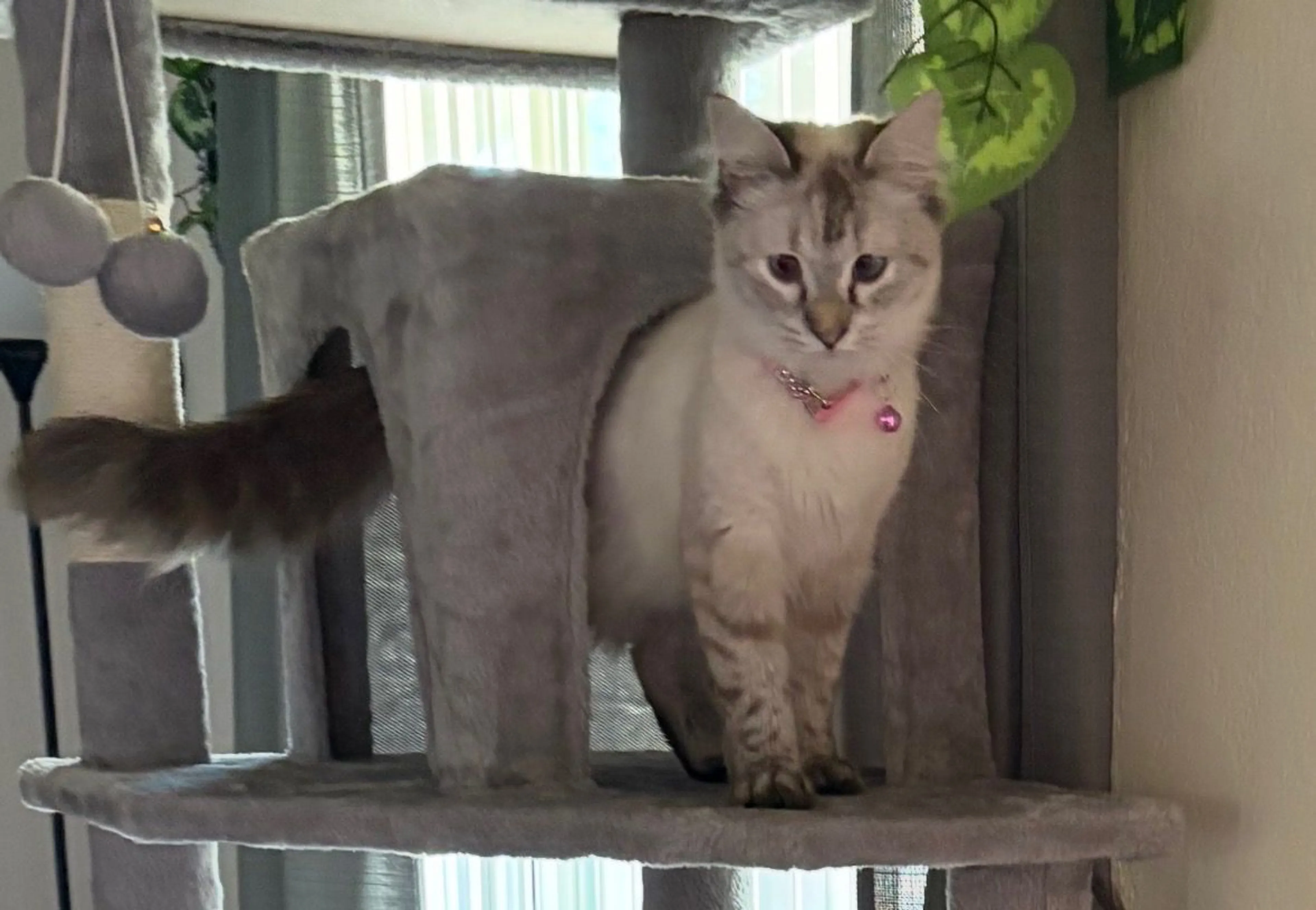 Lost pet