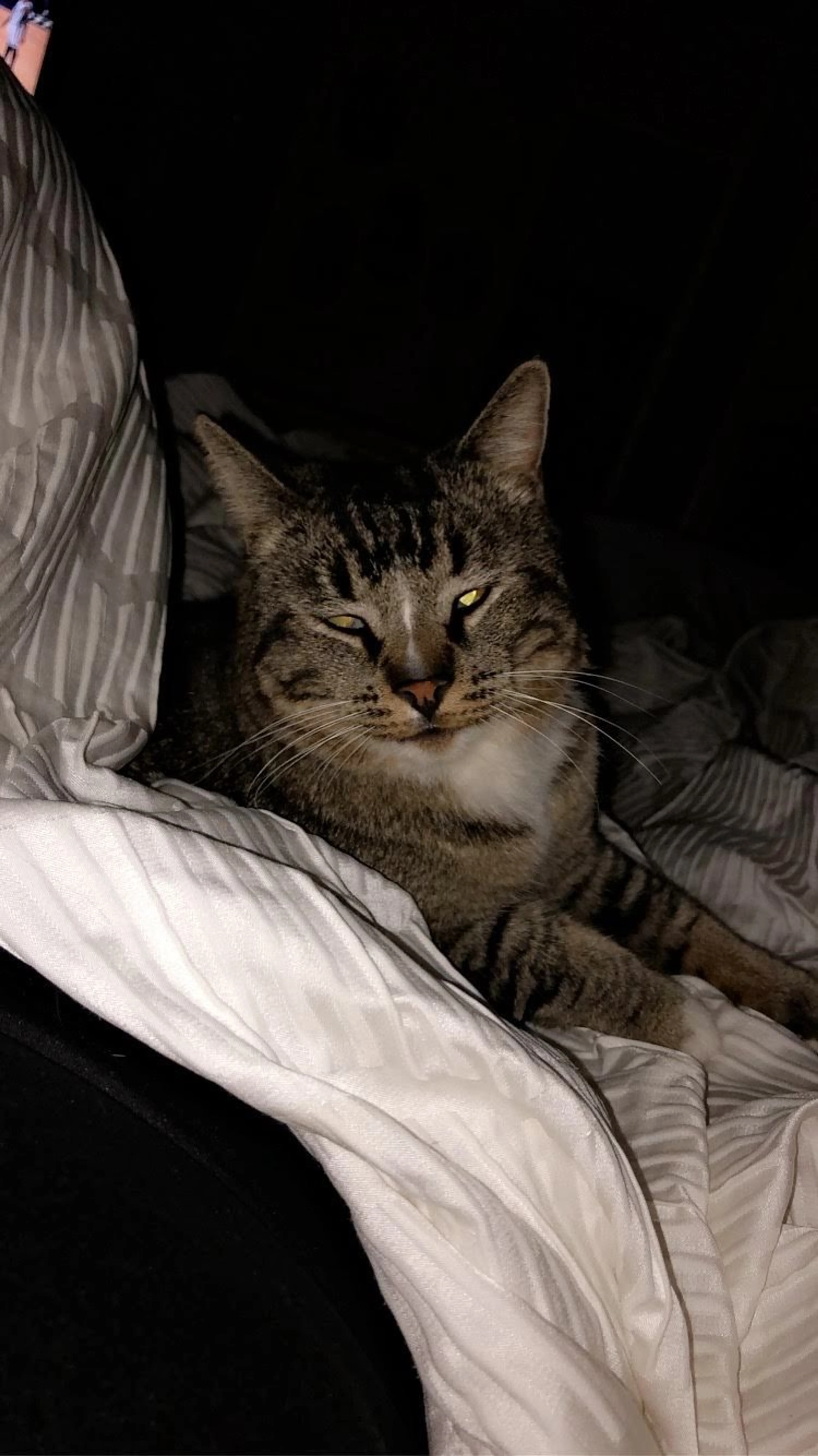 Lost pet-1