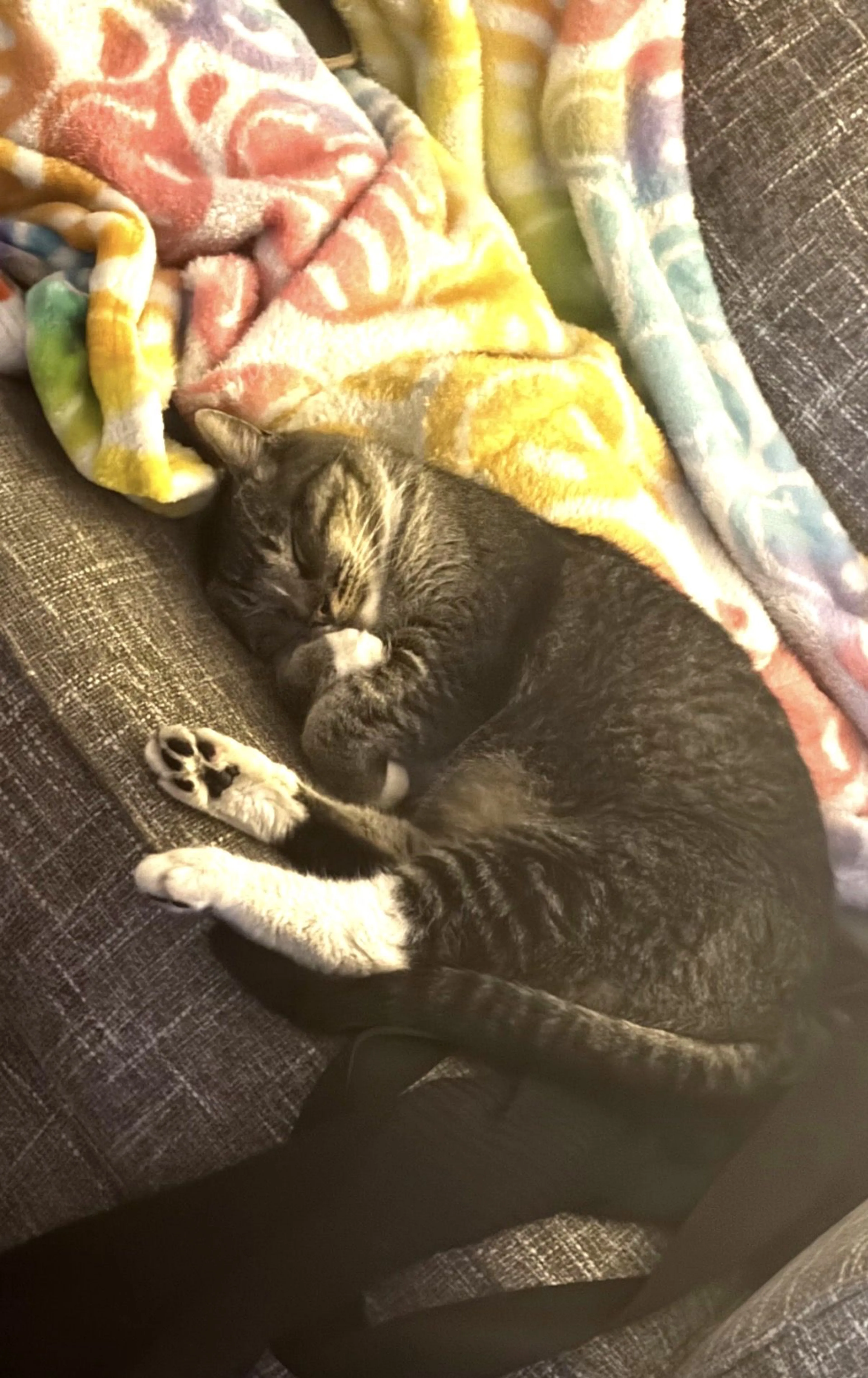 Lost pet-0