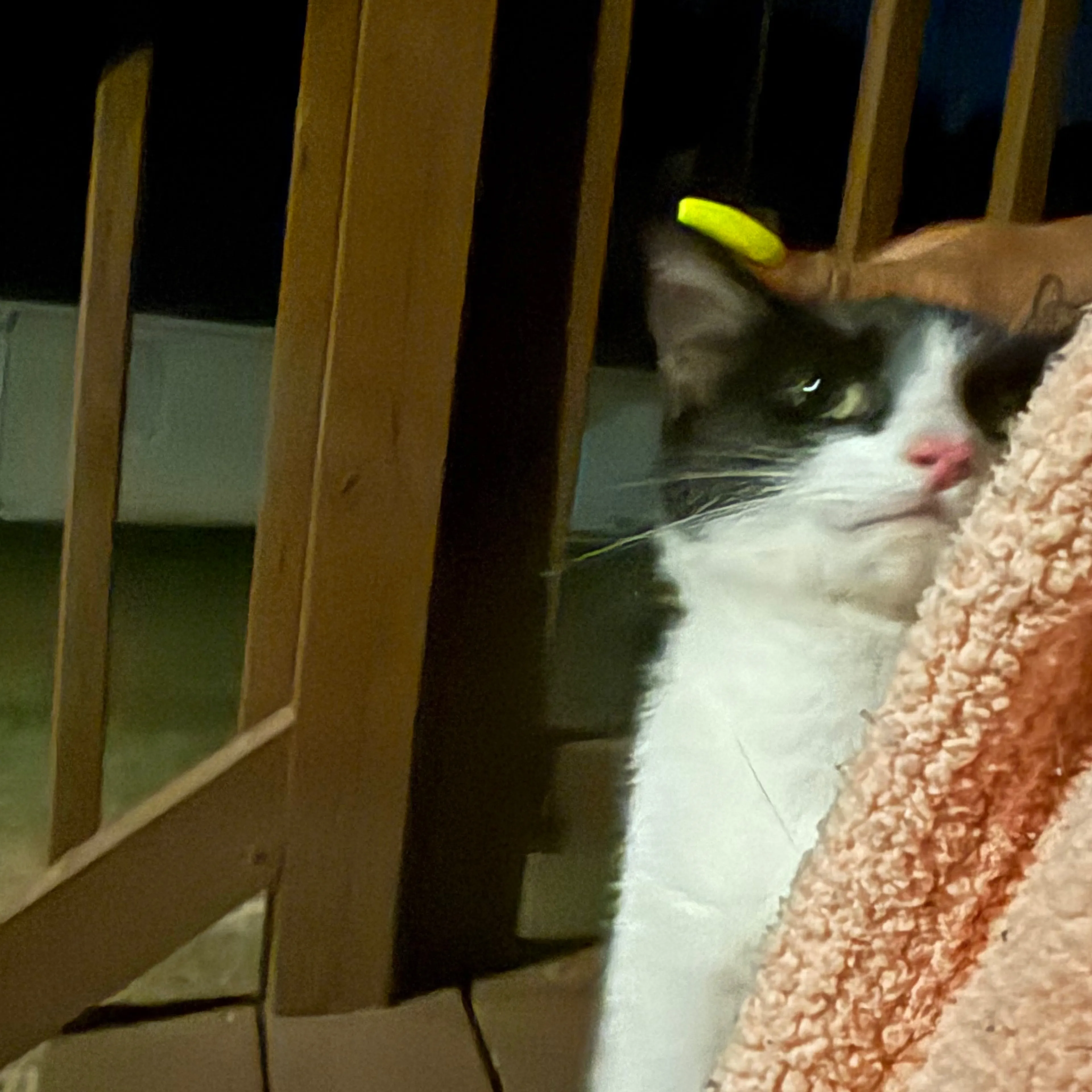 Found pet-1