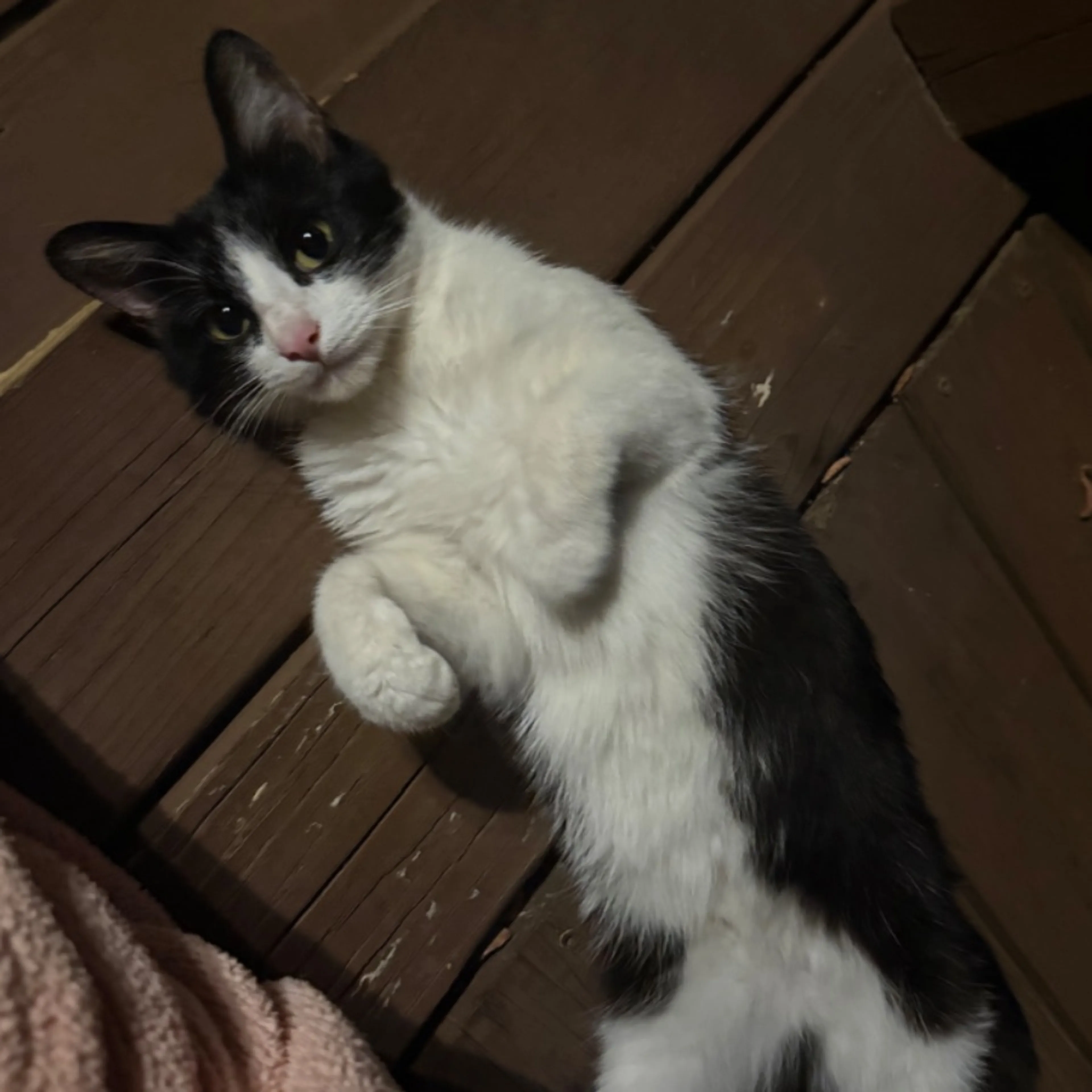 Found pet-0
