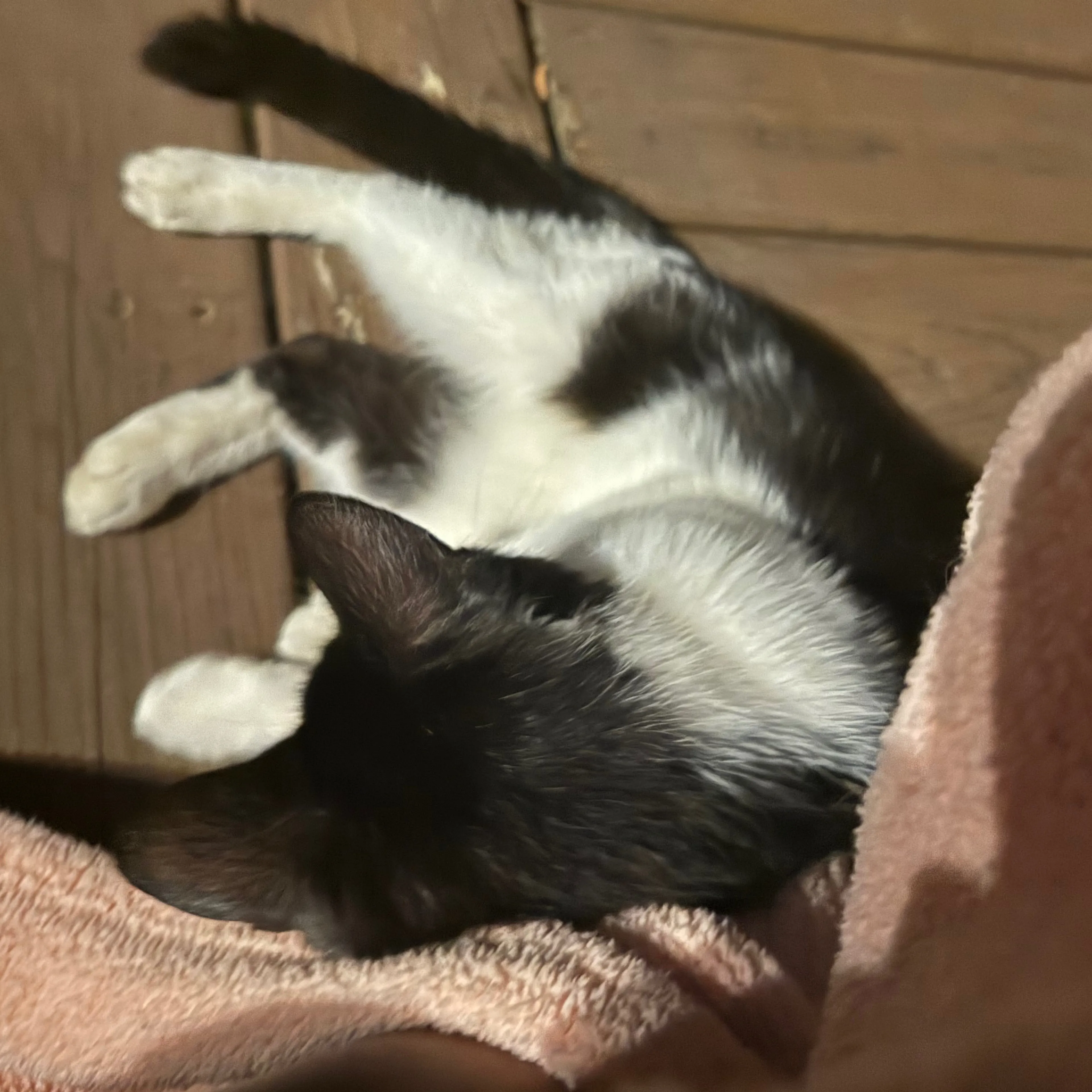 Found pet-2
