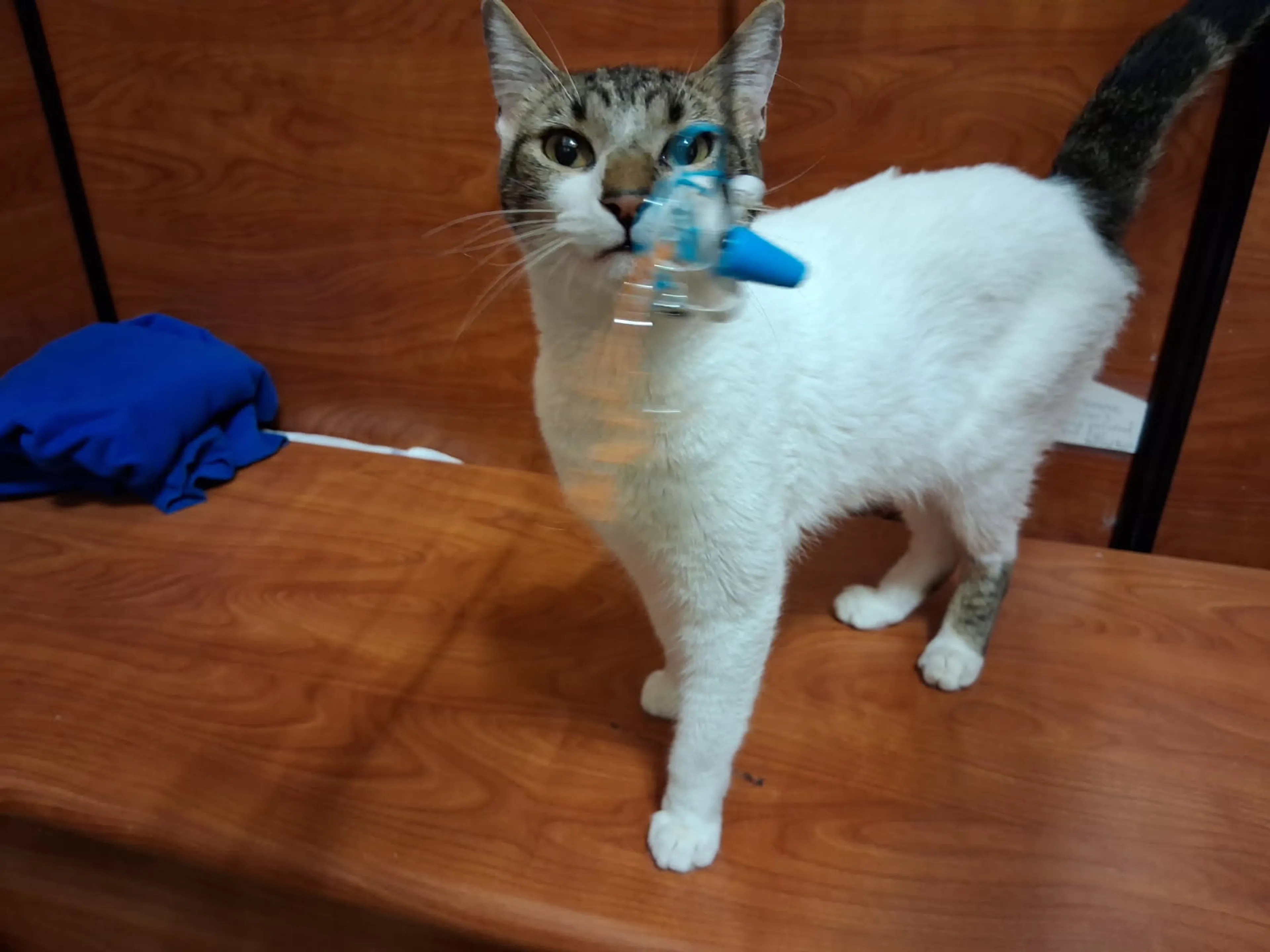 Found pet-2