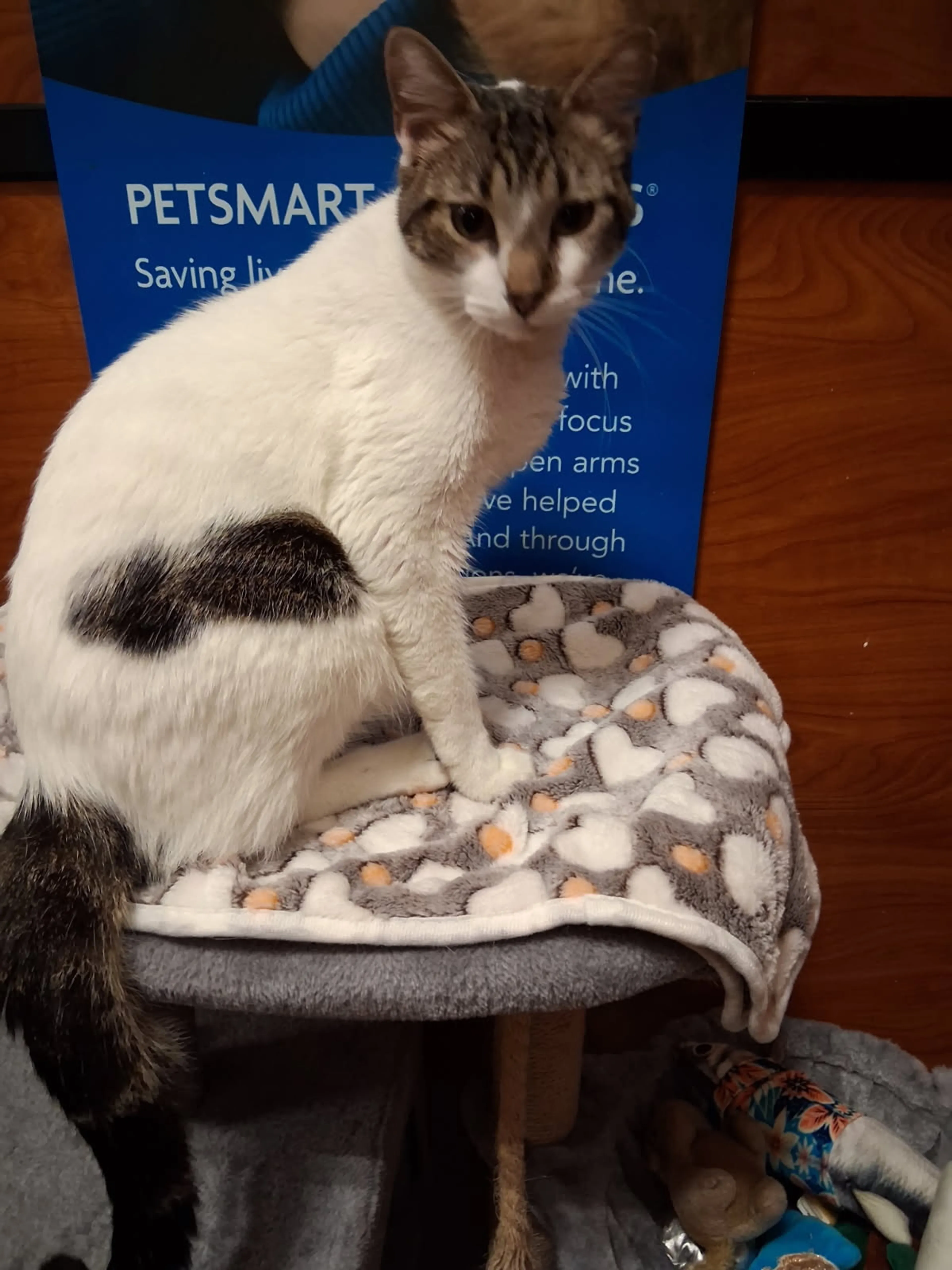 Found pet-1