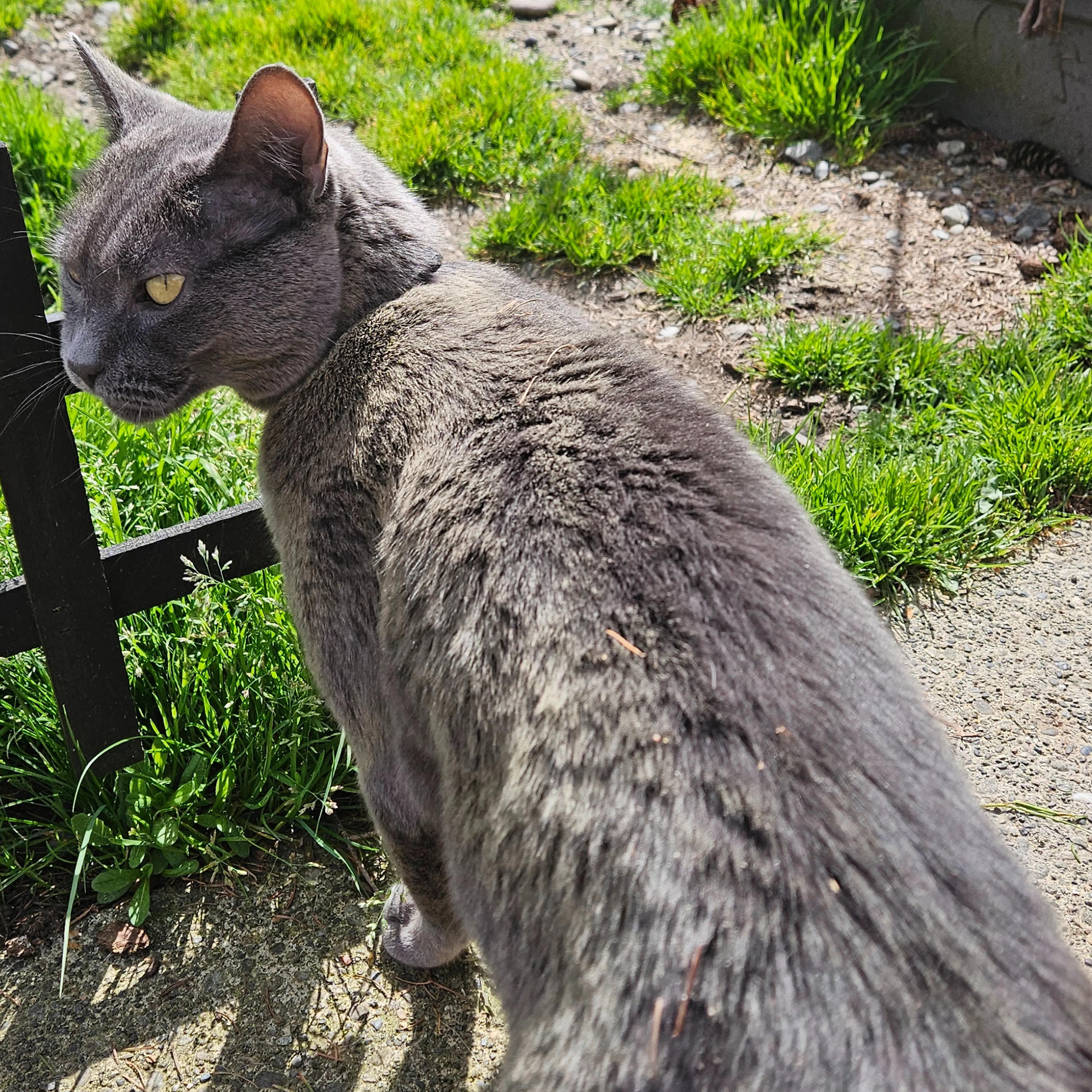 Lost pet-1