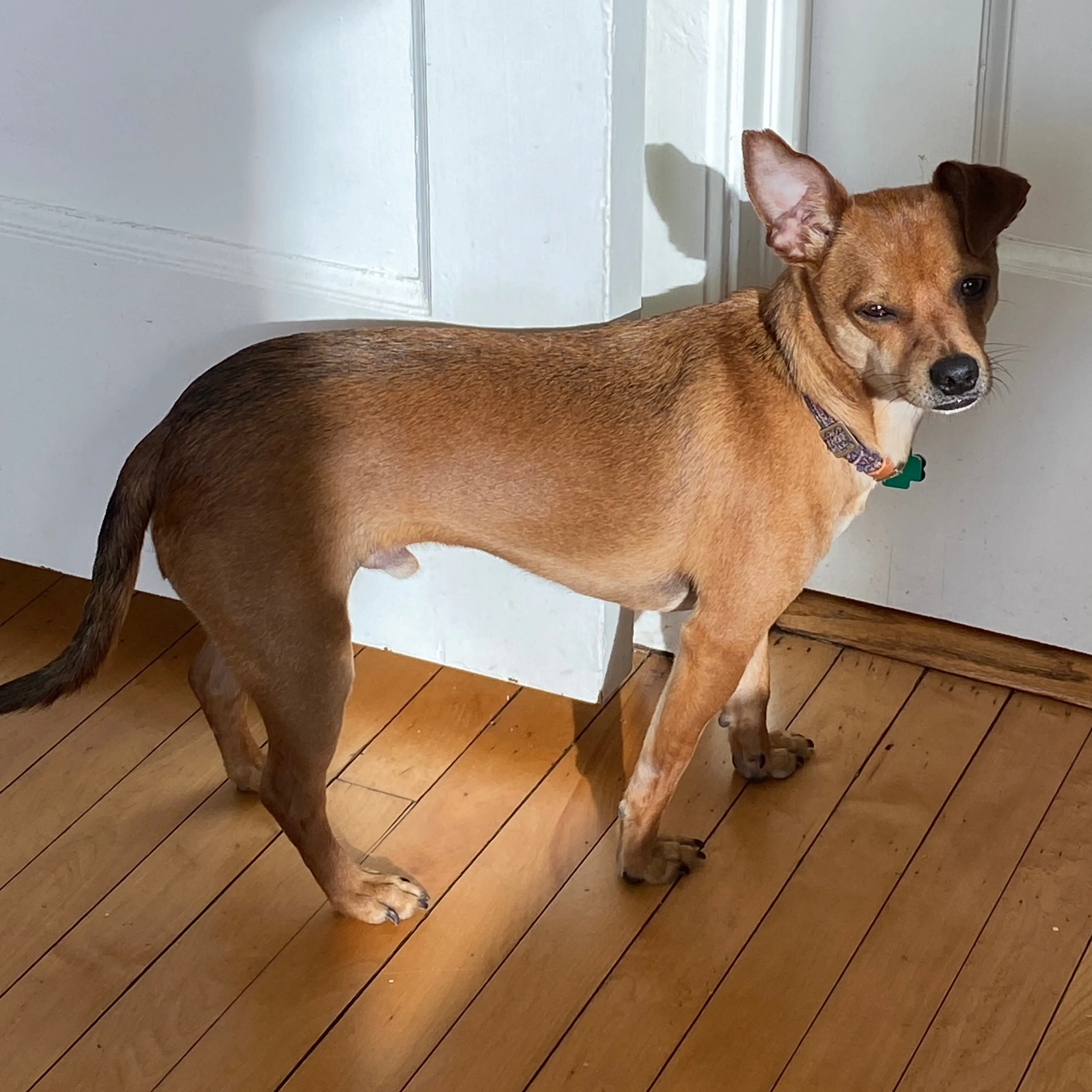 Lost pet-1