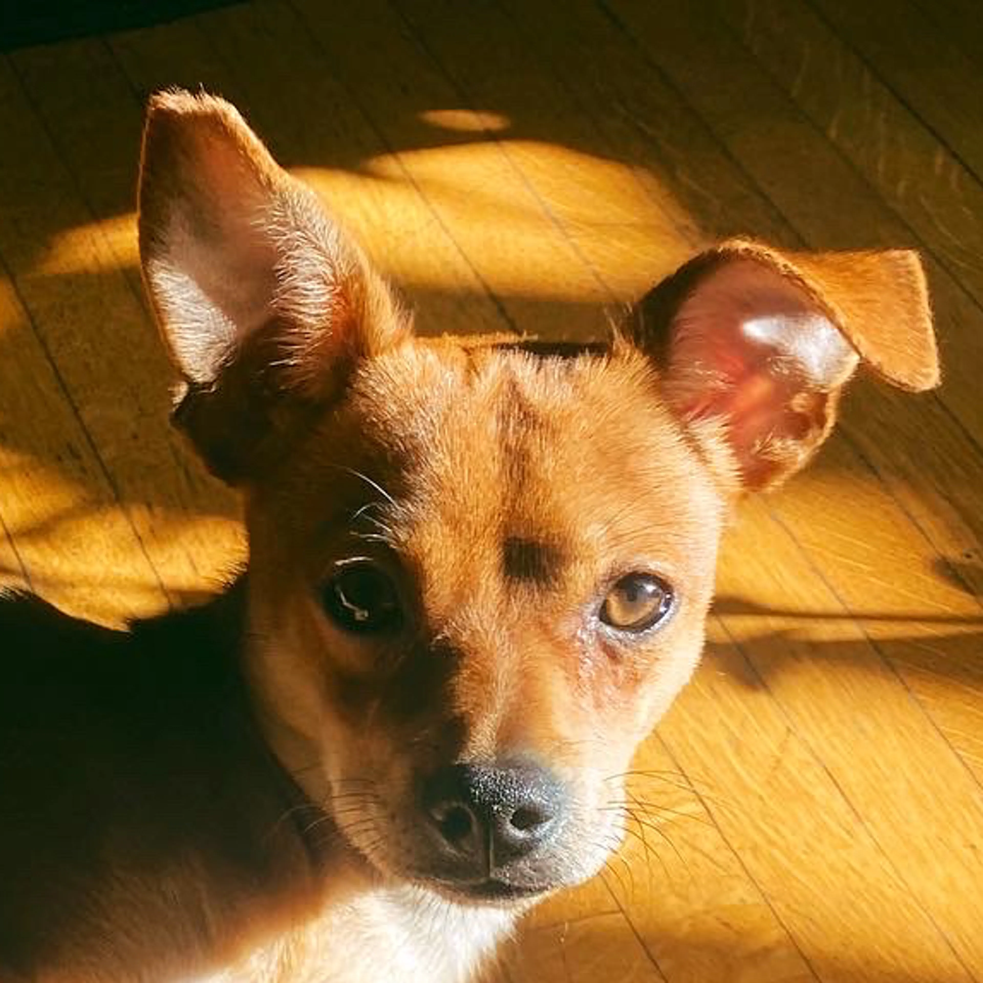 Lost pet-2