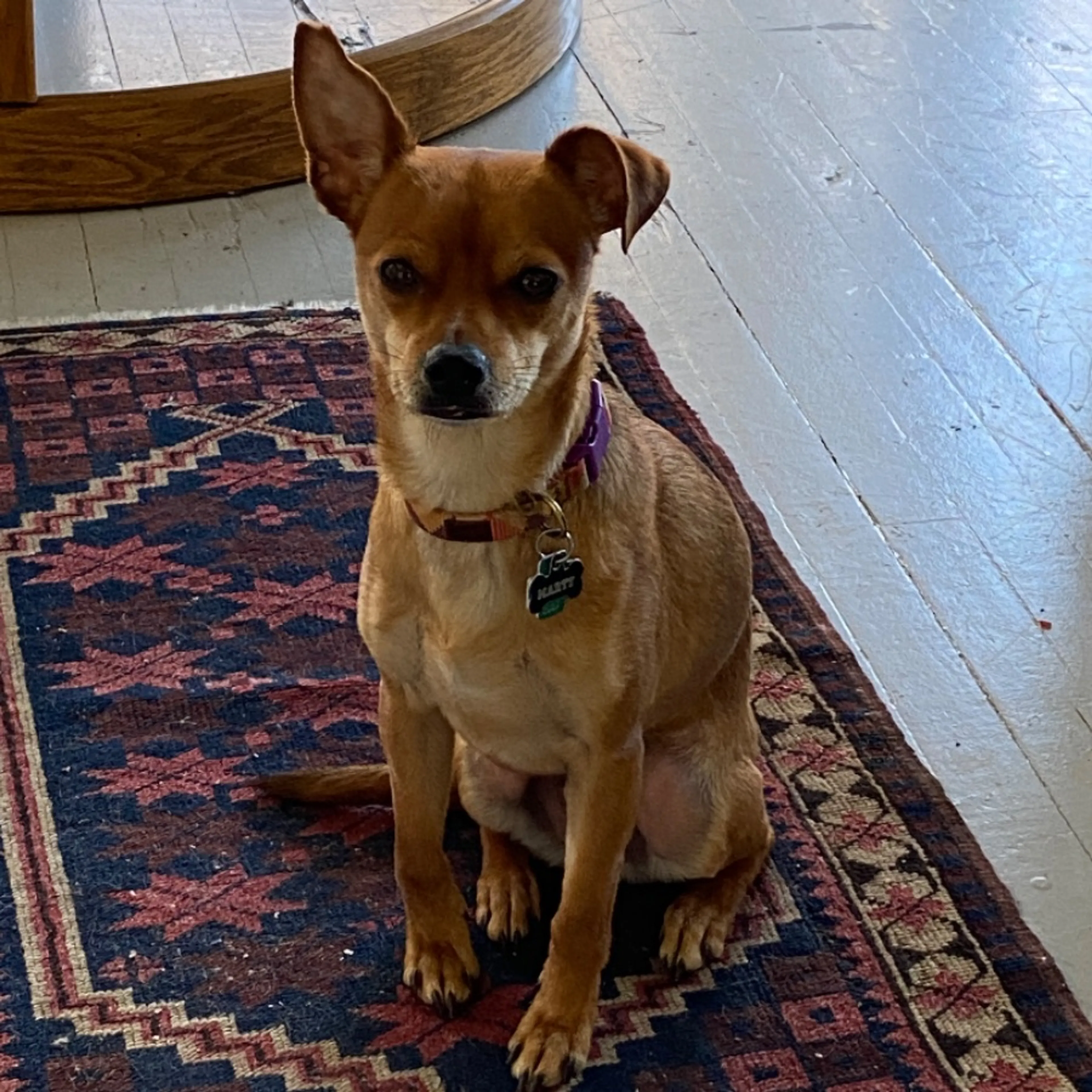 Lost pet-0