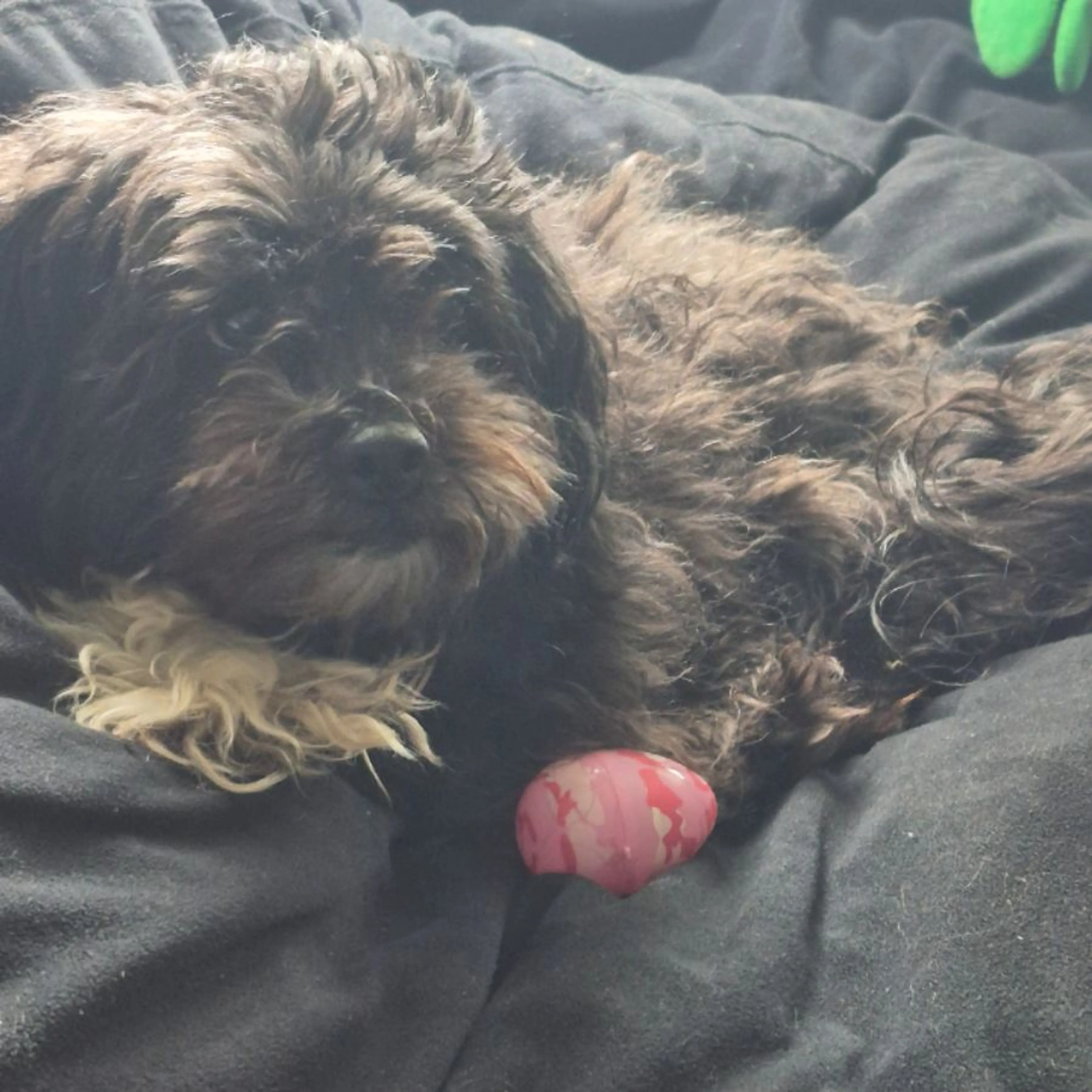 Lost pet