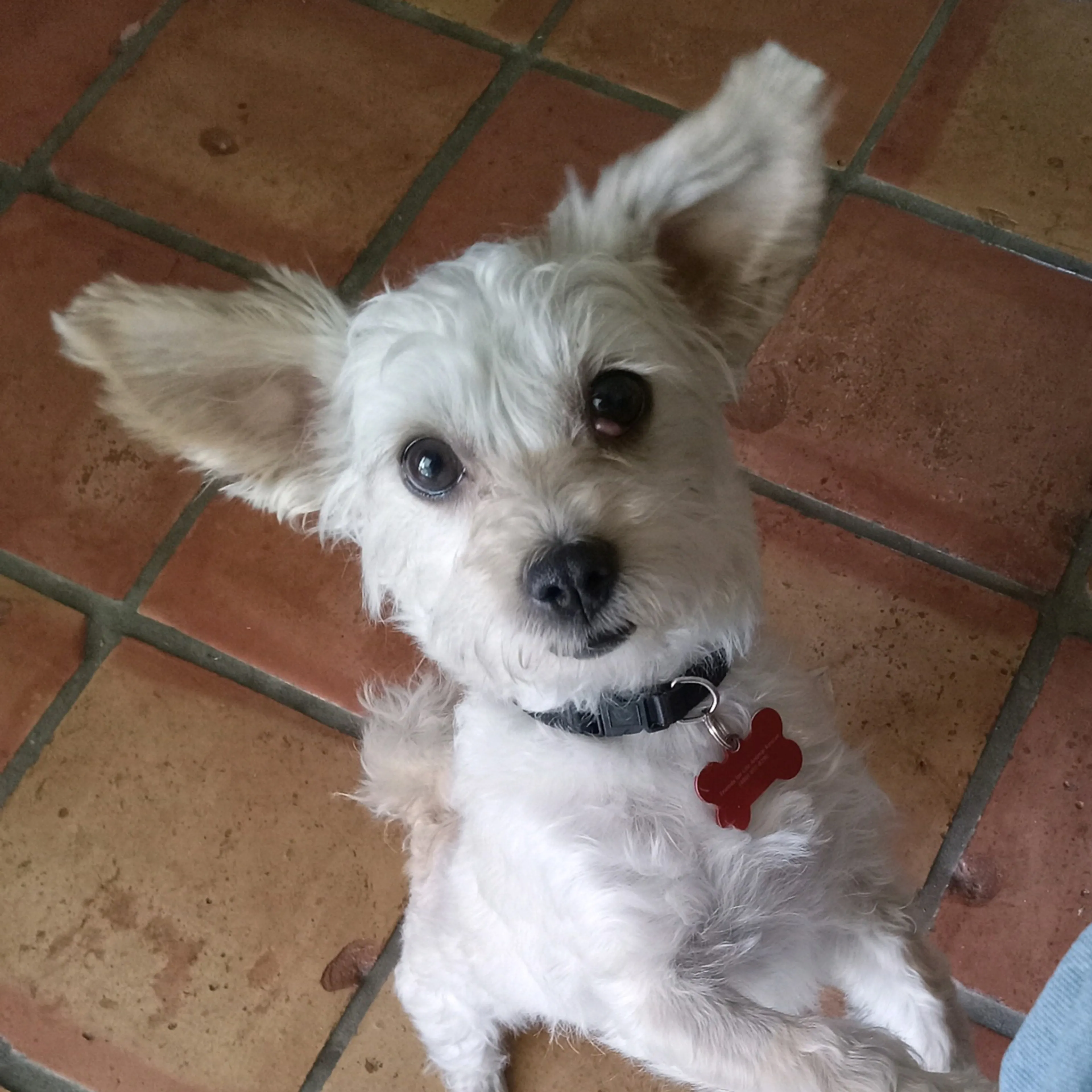Lost pet-2
