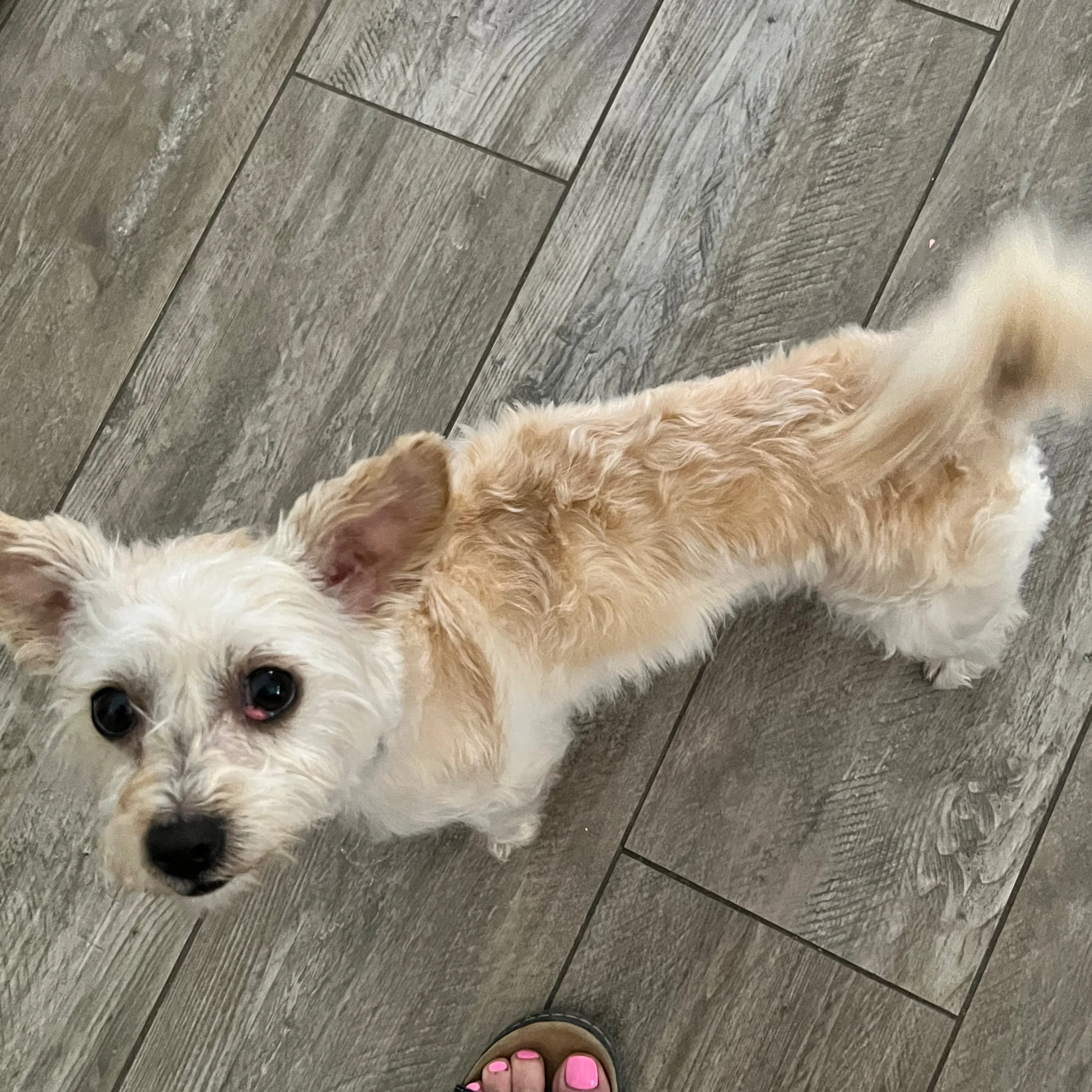 Lost pet-1
