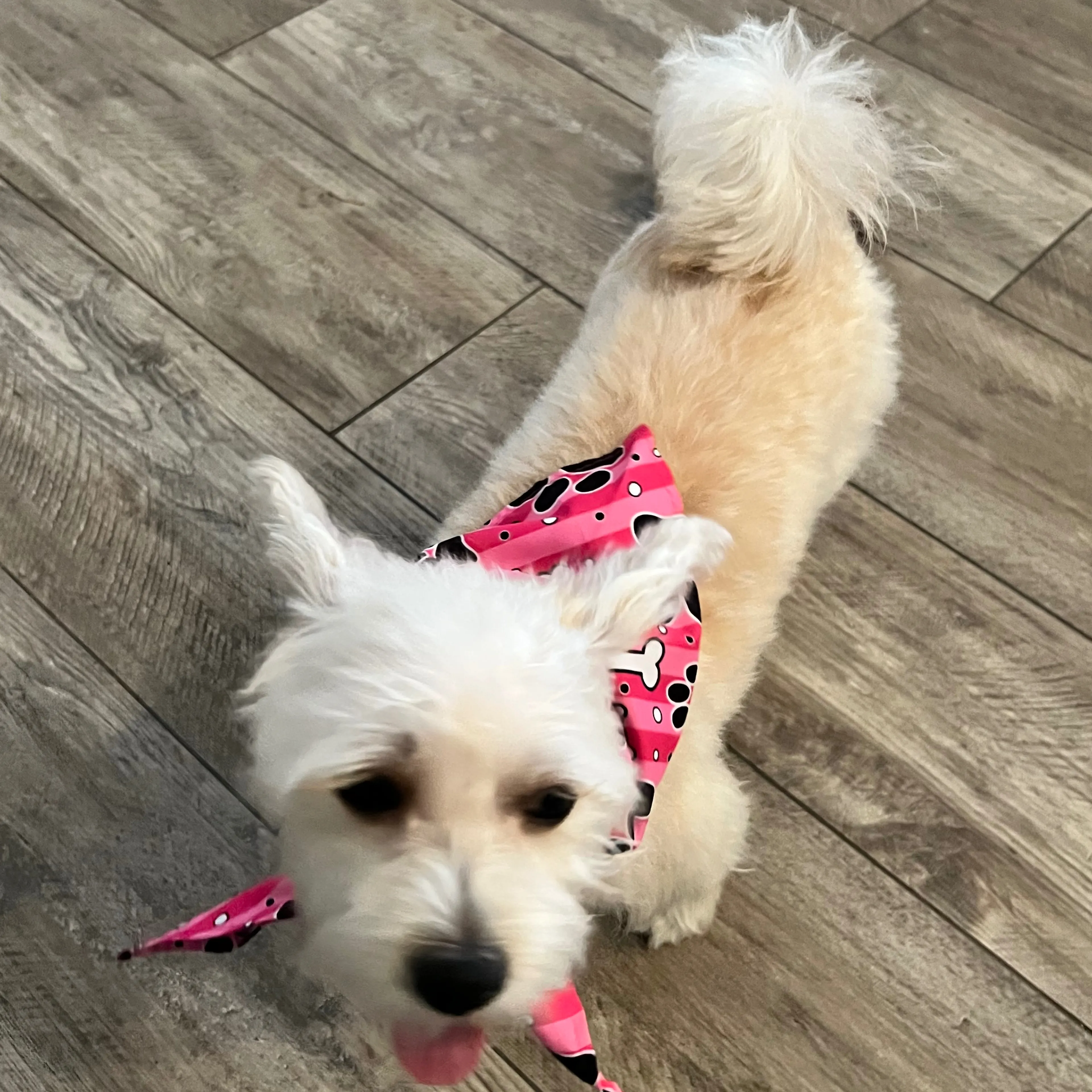 Lost pet-3
