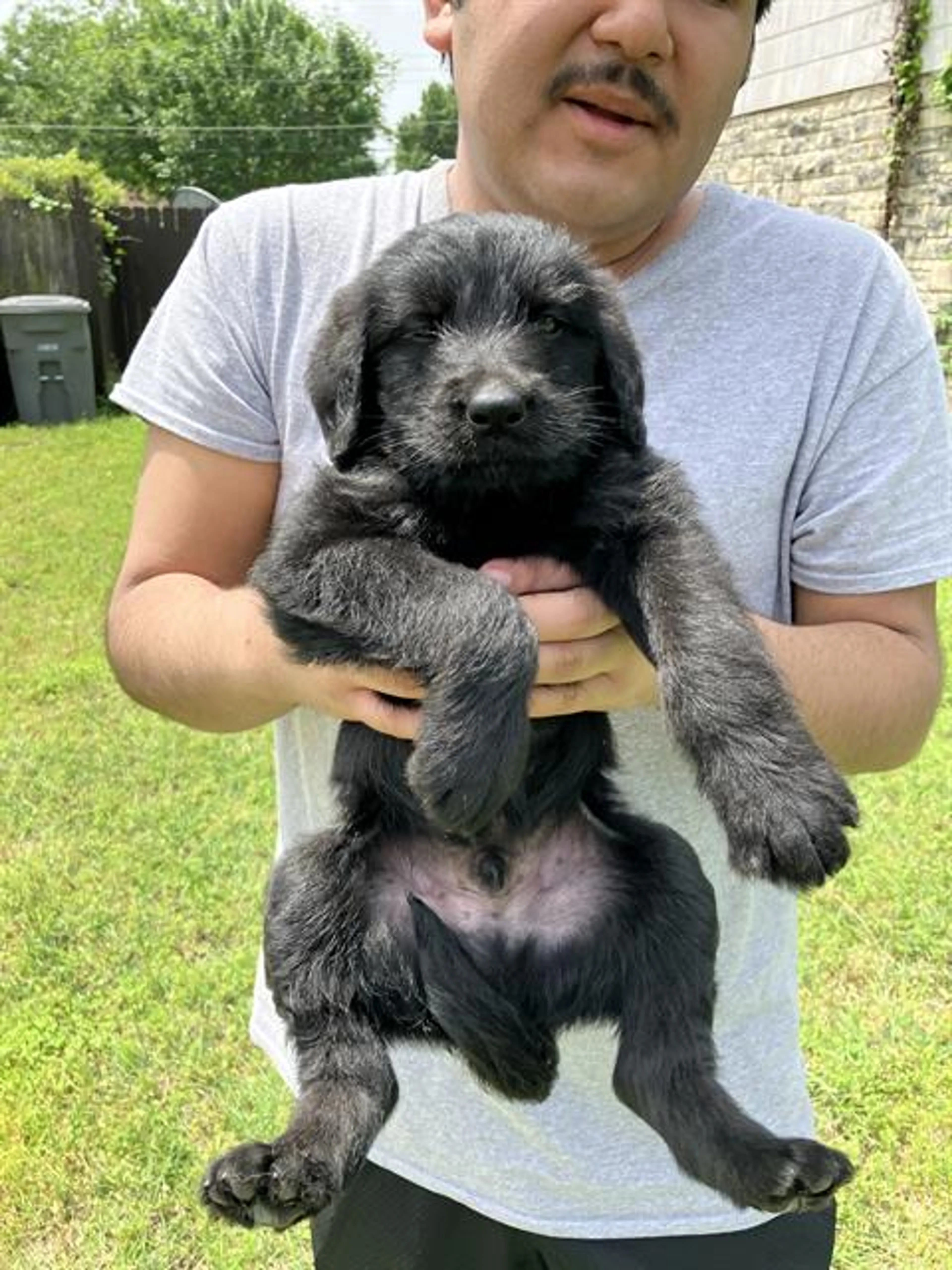 Found pet