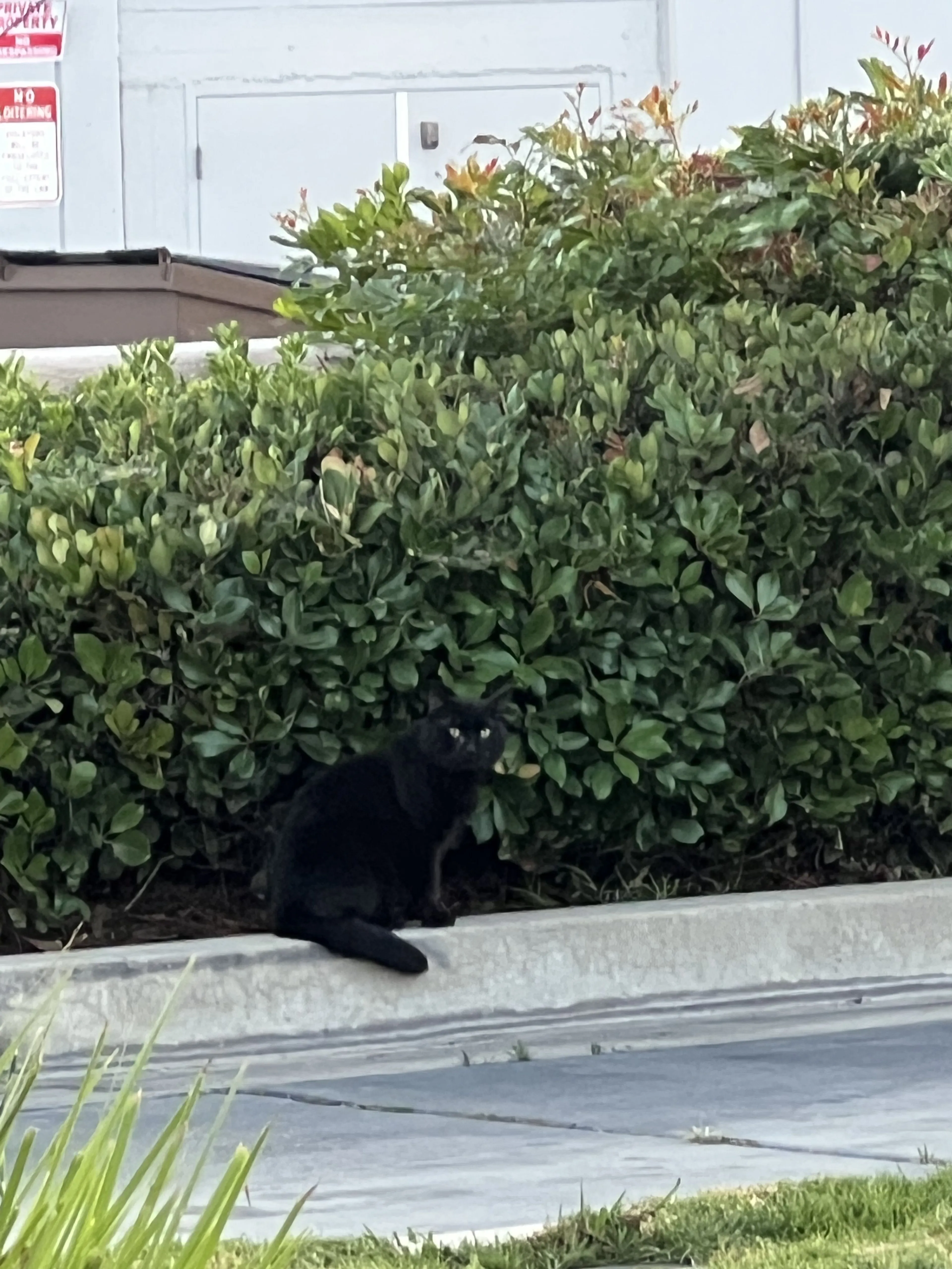 Lost pet-1