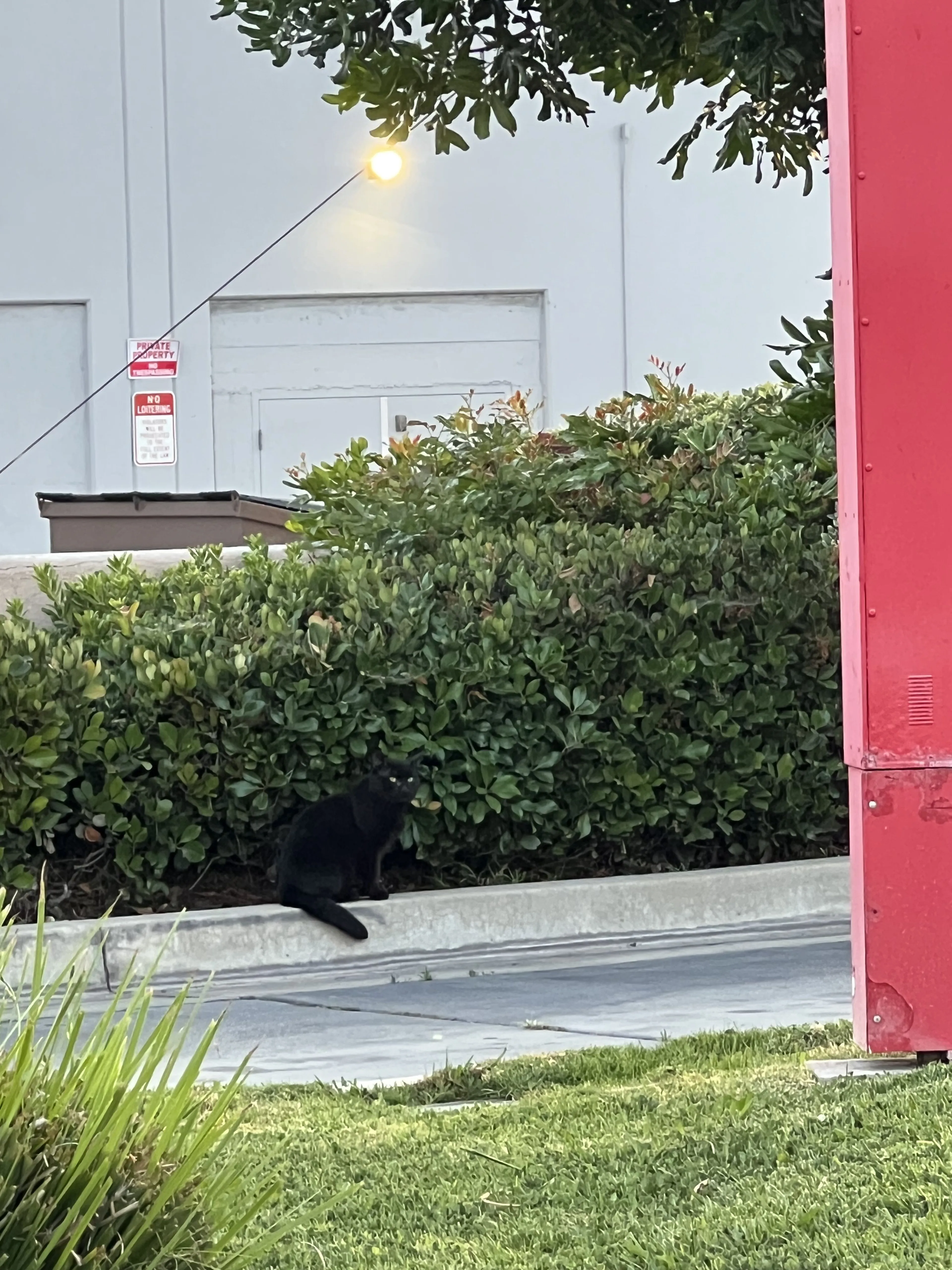 Lost pet-0