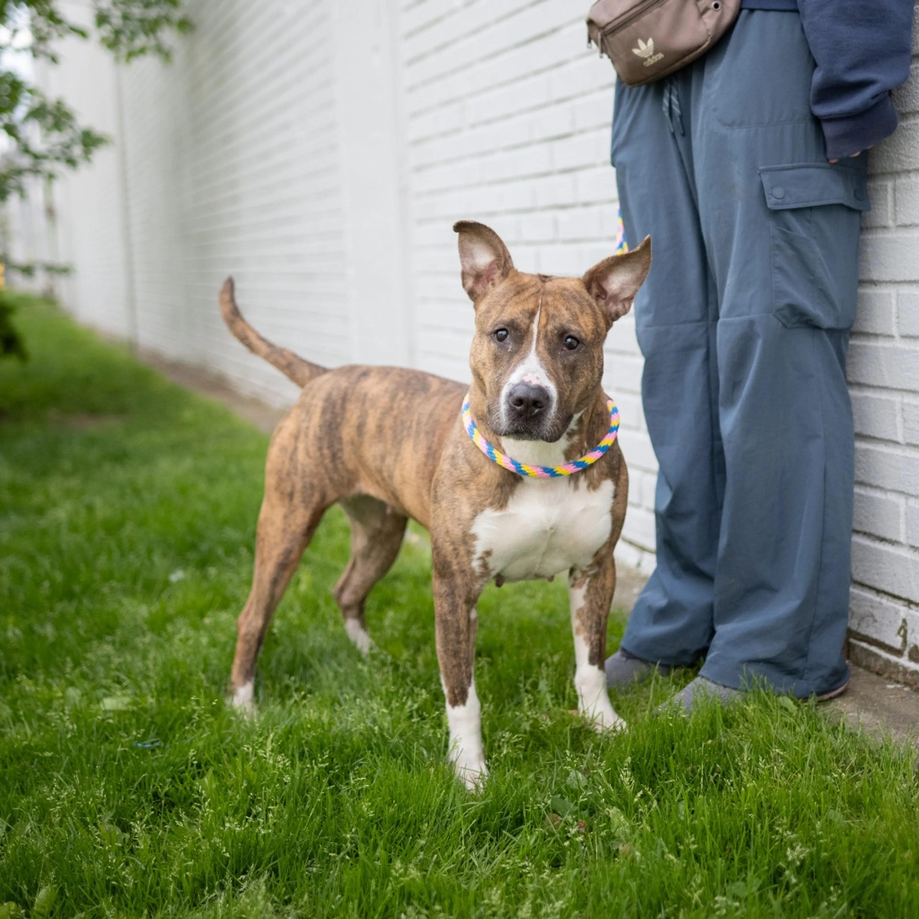 Found pet-2