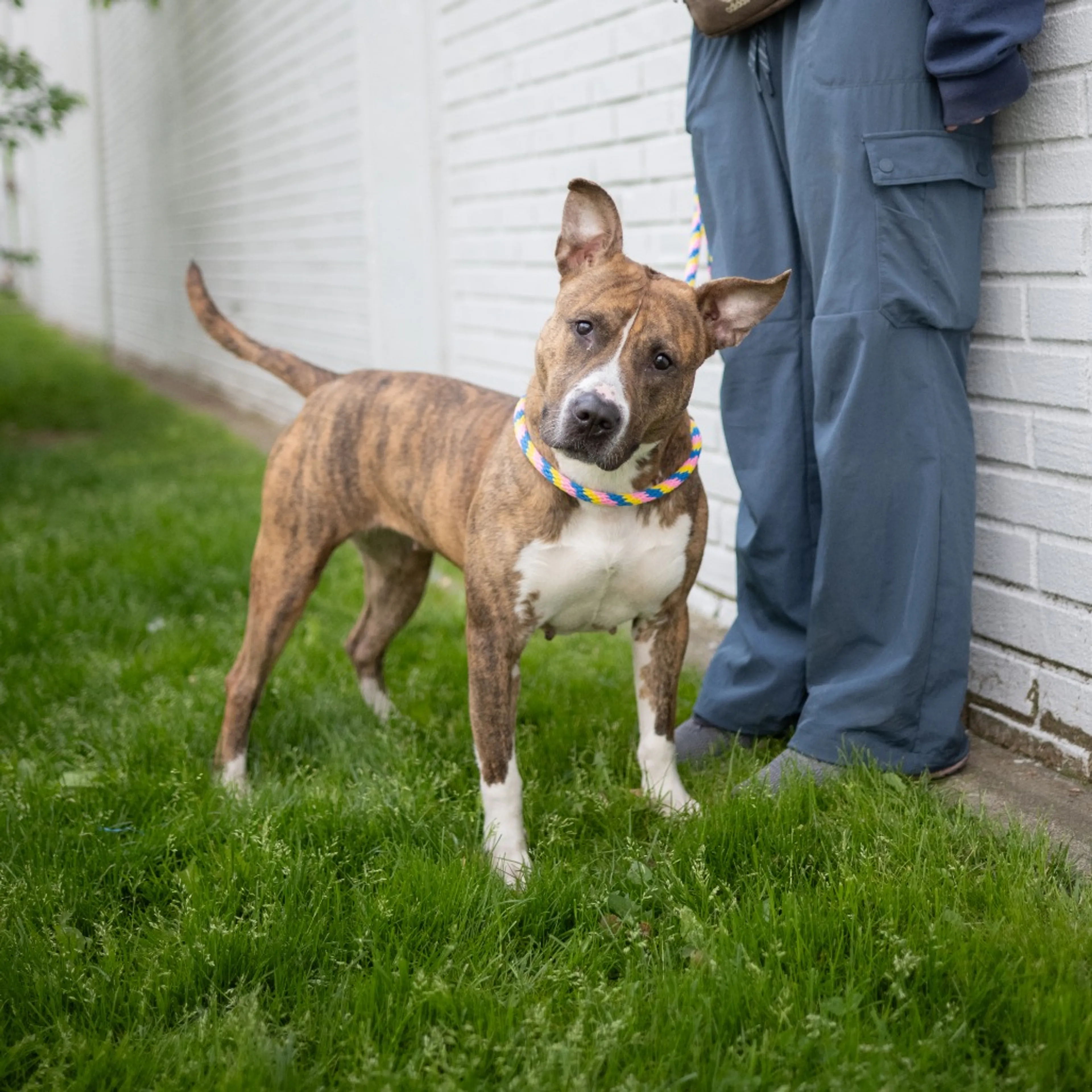 Found pet-1
