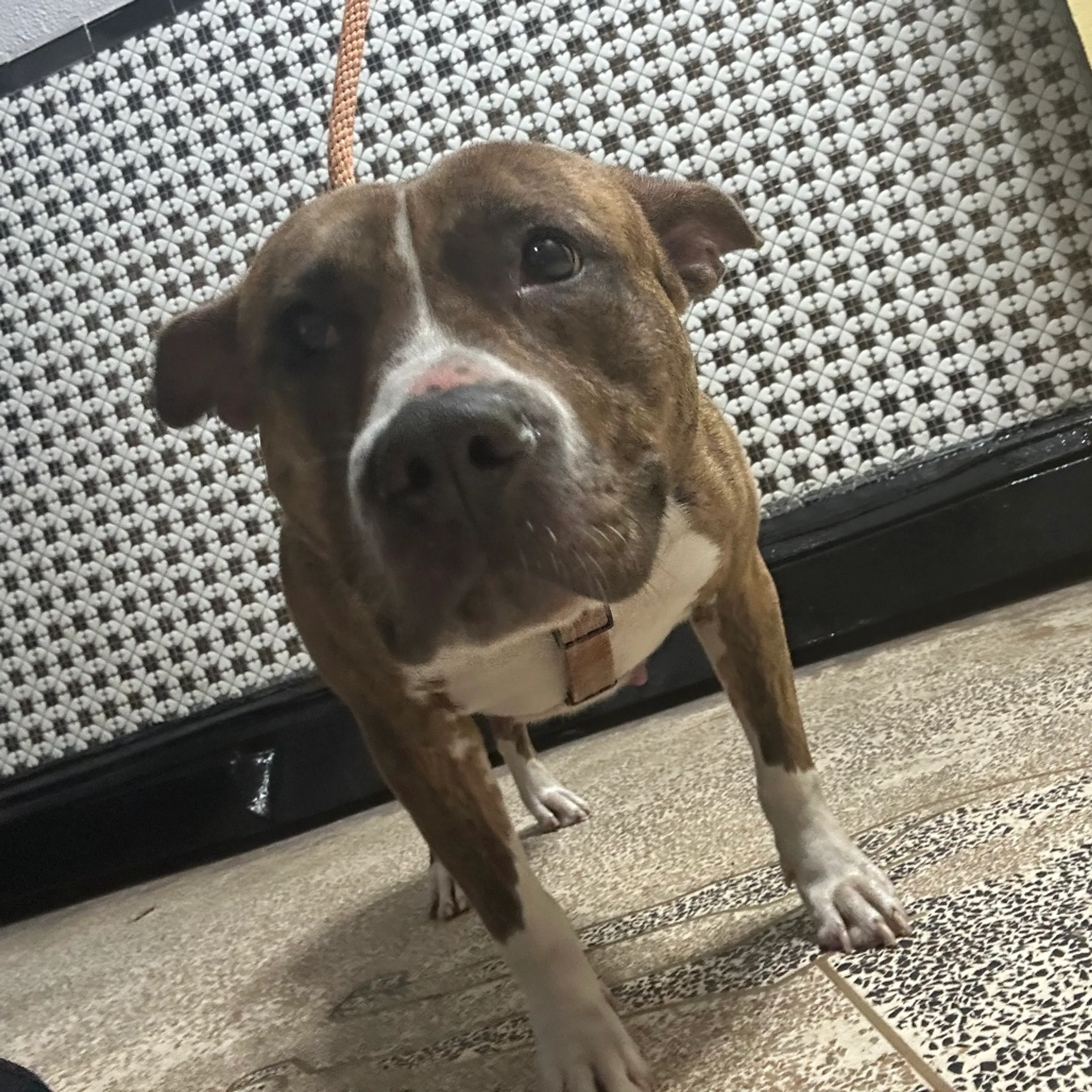 Found pet