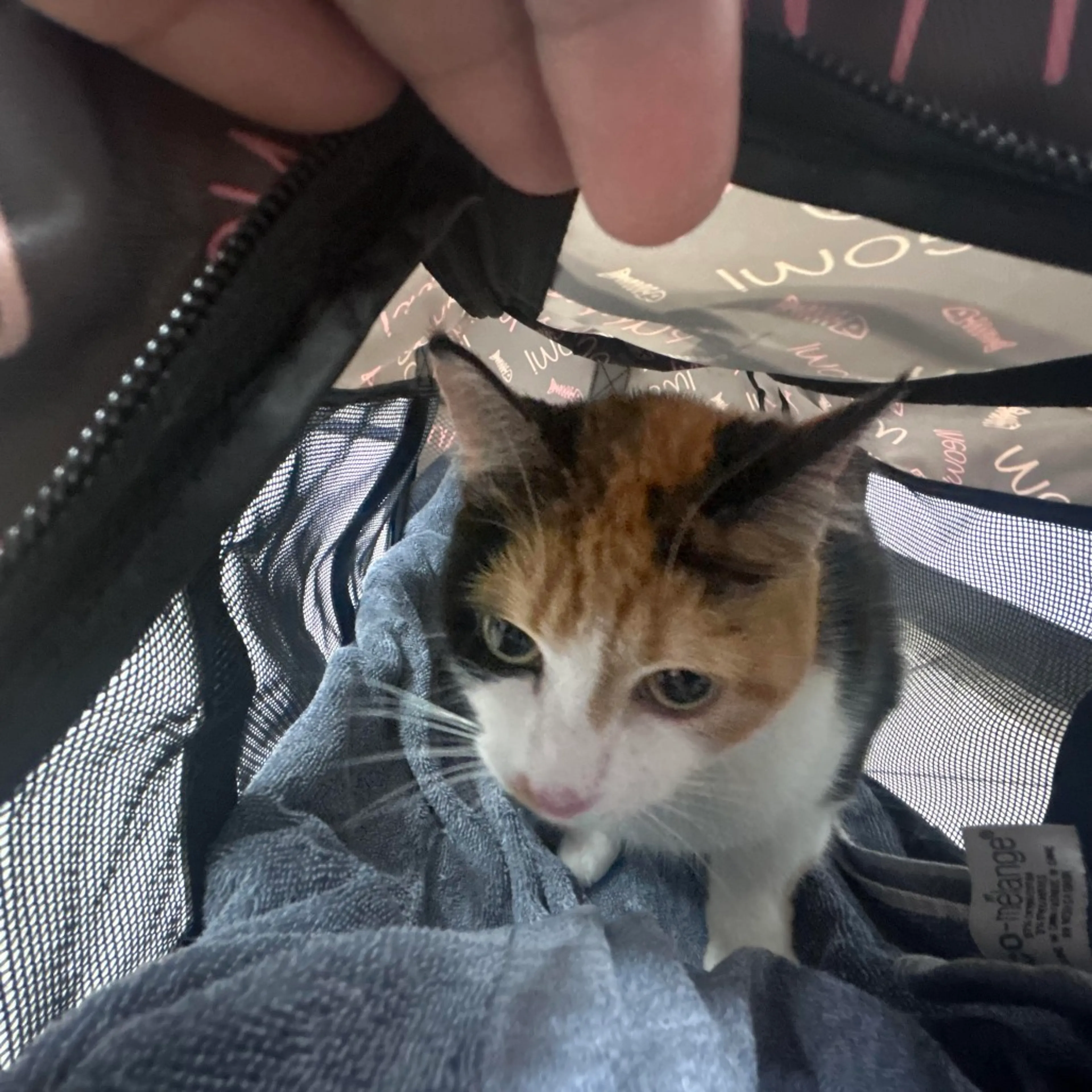 Found pet