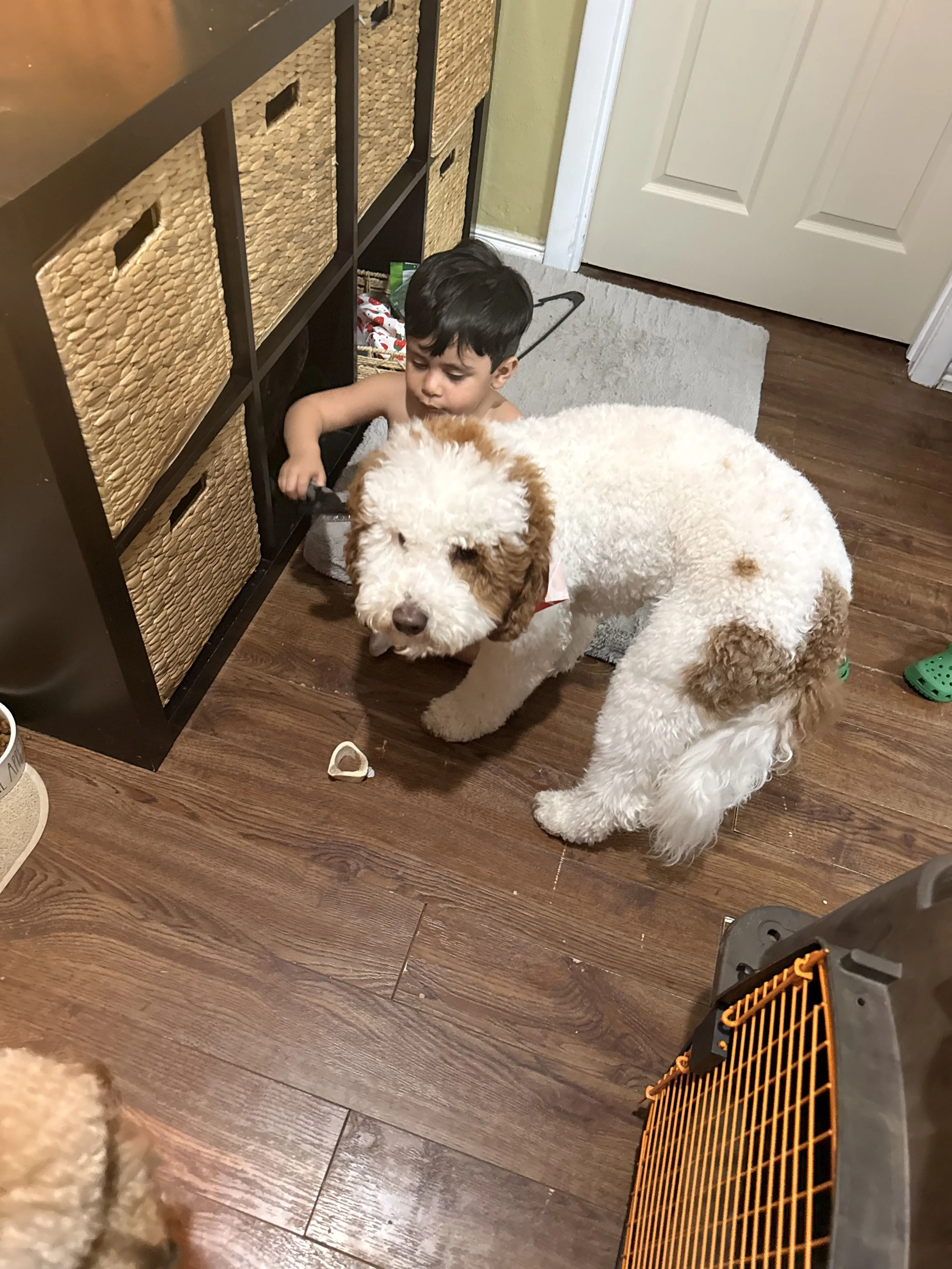 Lost pet-0